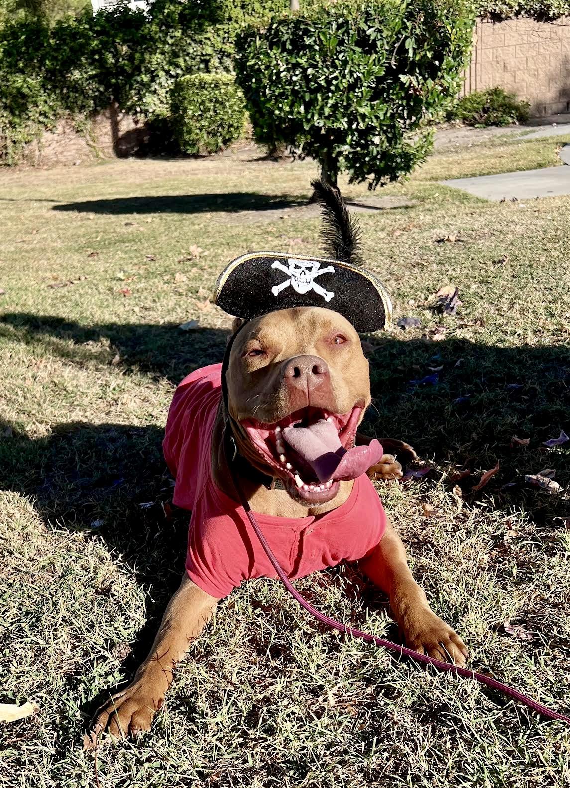 Enlarge CANOODLE, a Adoptable mixed breed in Sherman Oaks, CA image 2/6
