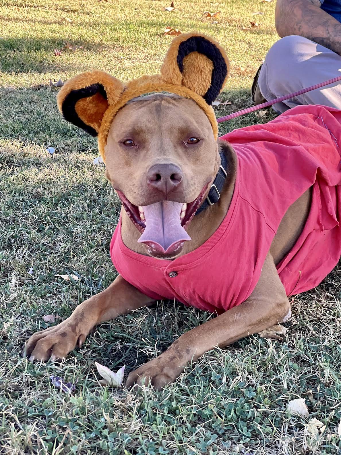 Enlarge CANOODLE, a Adoptable mixed breed in Sherman Oaks, CA image 3/6