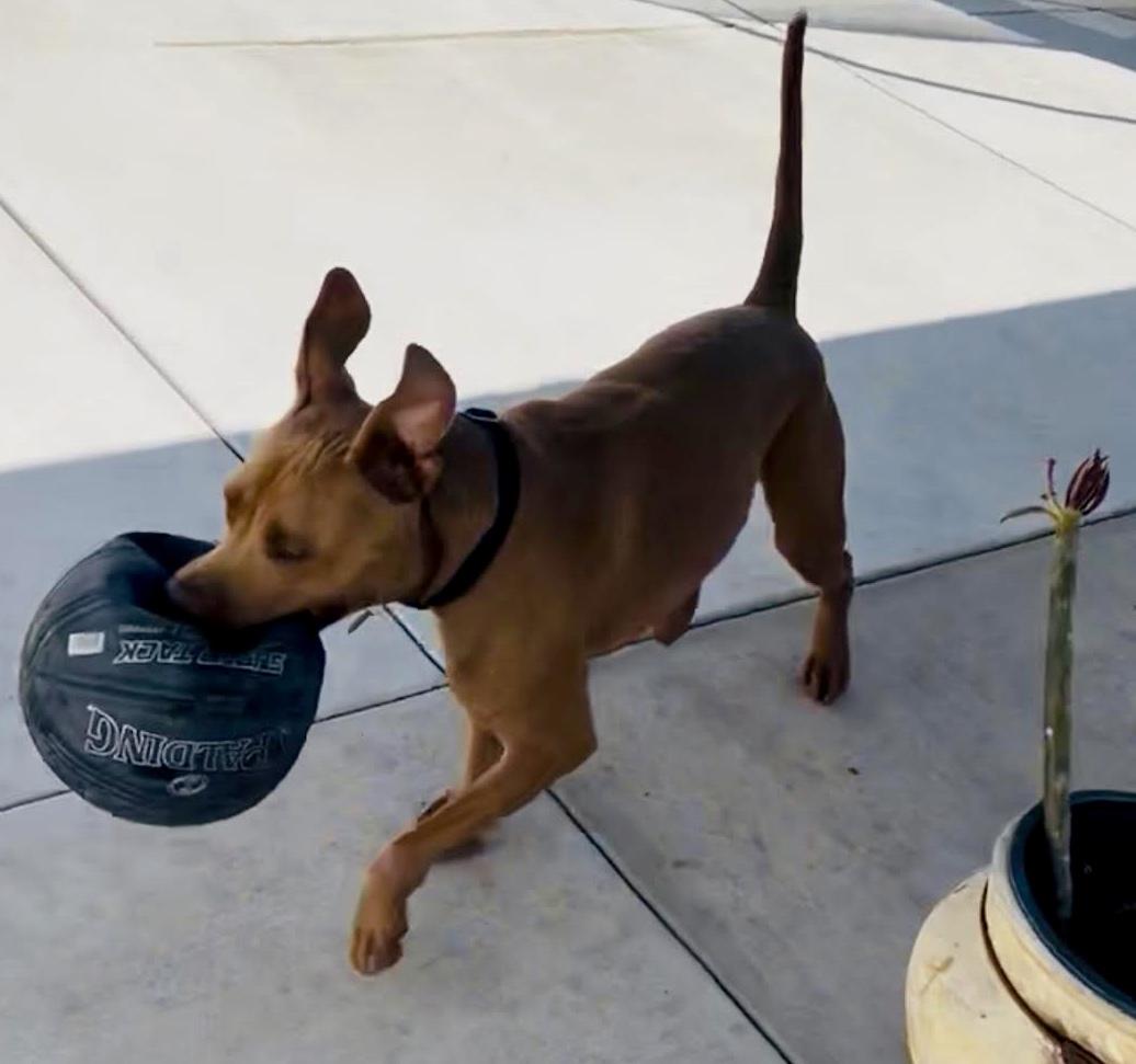 Enlarge CANOODLE, a Adoptable mixed breed in Sherman Oaks, CA image 4/6