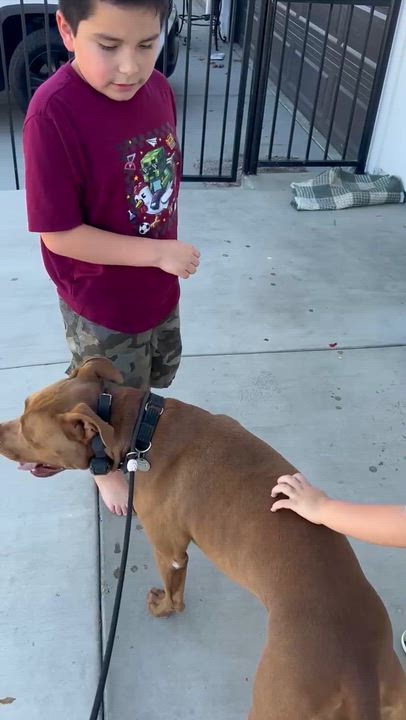 Enlarge CANOODLE, a Adoptable mixed breed in Sherman Oaks, CA video 6/6