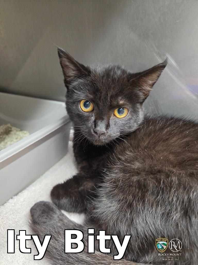 Ity Bity, Adoptable, Kitten Female Domestic Short Hair.