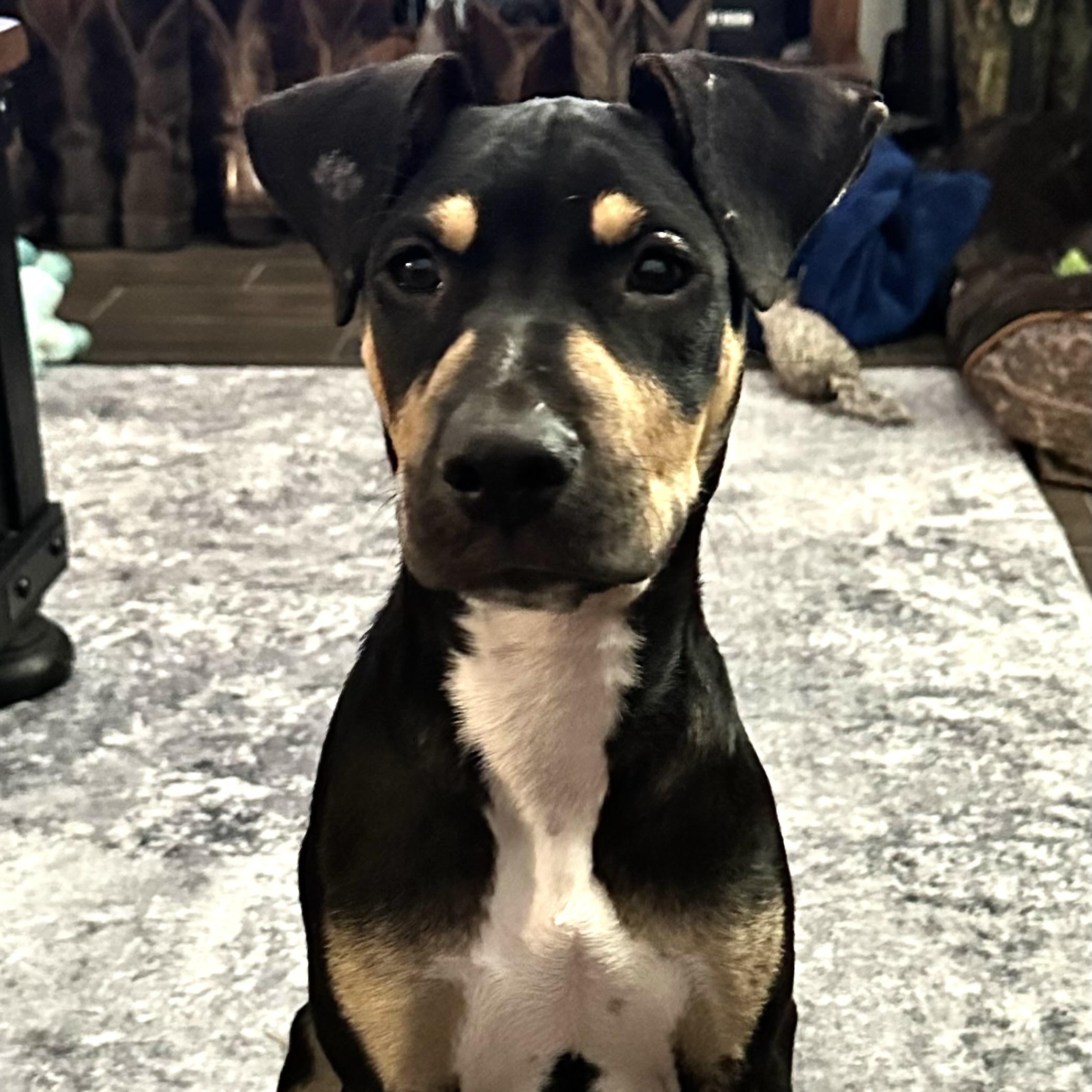 Enlarge Apollo, a Adoptable American Staffordshire Terrier in Salt Lake City, UT image 5/6