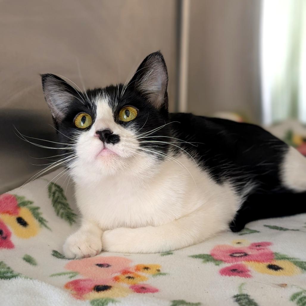 Maraschino, Adoptable, Young Female Domestic Short Hair.