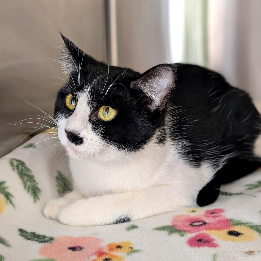 Enlarge Maraschino, a Adoptable Domestic Short Hair in Spokane, WA image 2/4