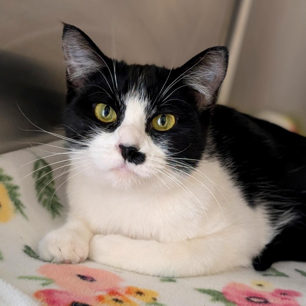 Enlarge Maraschino, a Adoptable Domestic Short Hair in Spokane, WA image 3/4