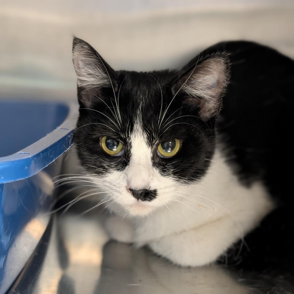 Maraschino, Adoptable, Young Female Domestic Short Hair.