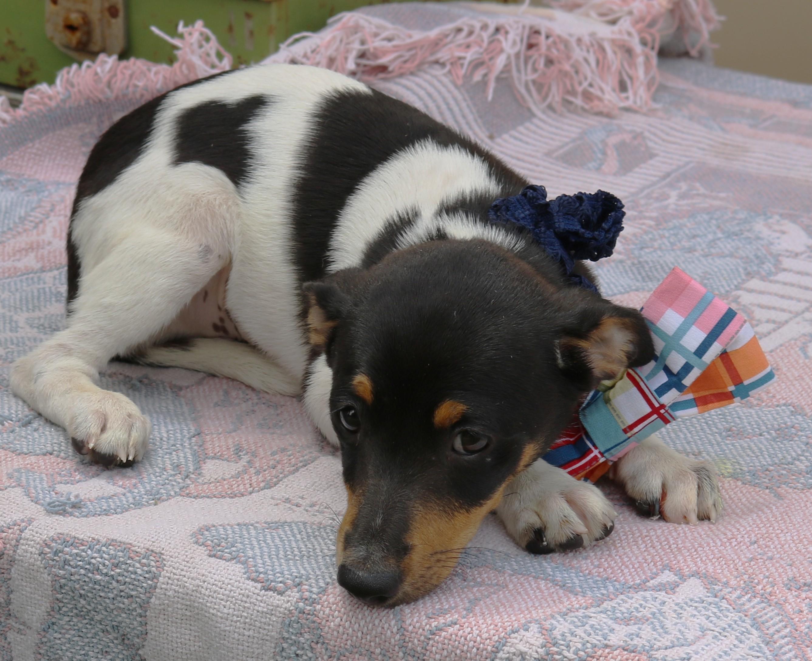 Enlarge Winston, an adopted Rat Terrier in Bandera, TX image 2/4