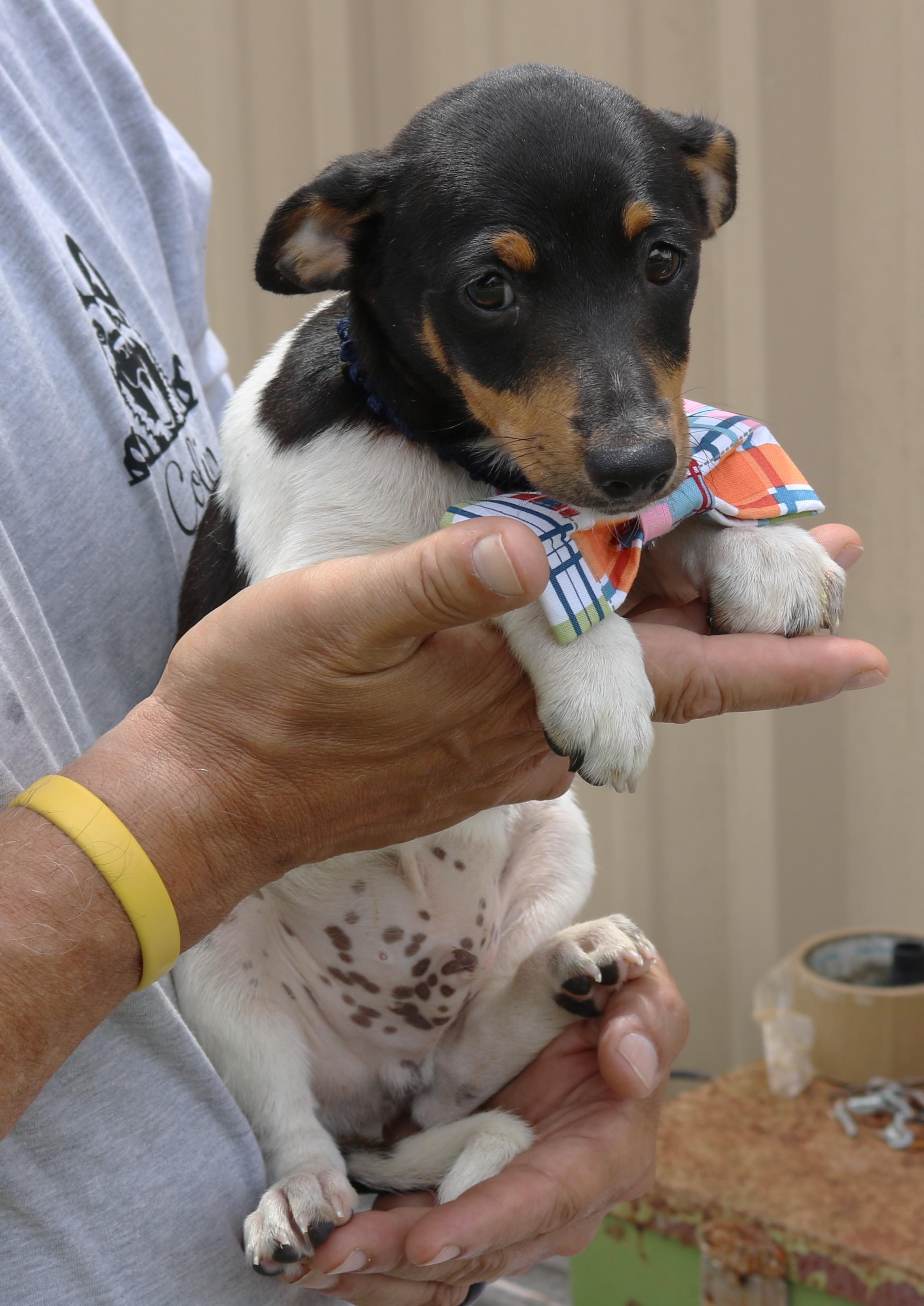 Winston, adopted, Puppy Male Rat Terrier.