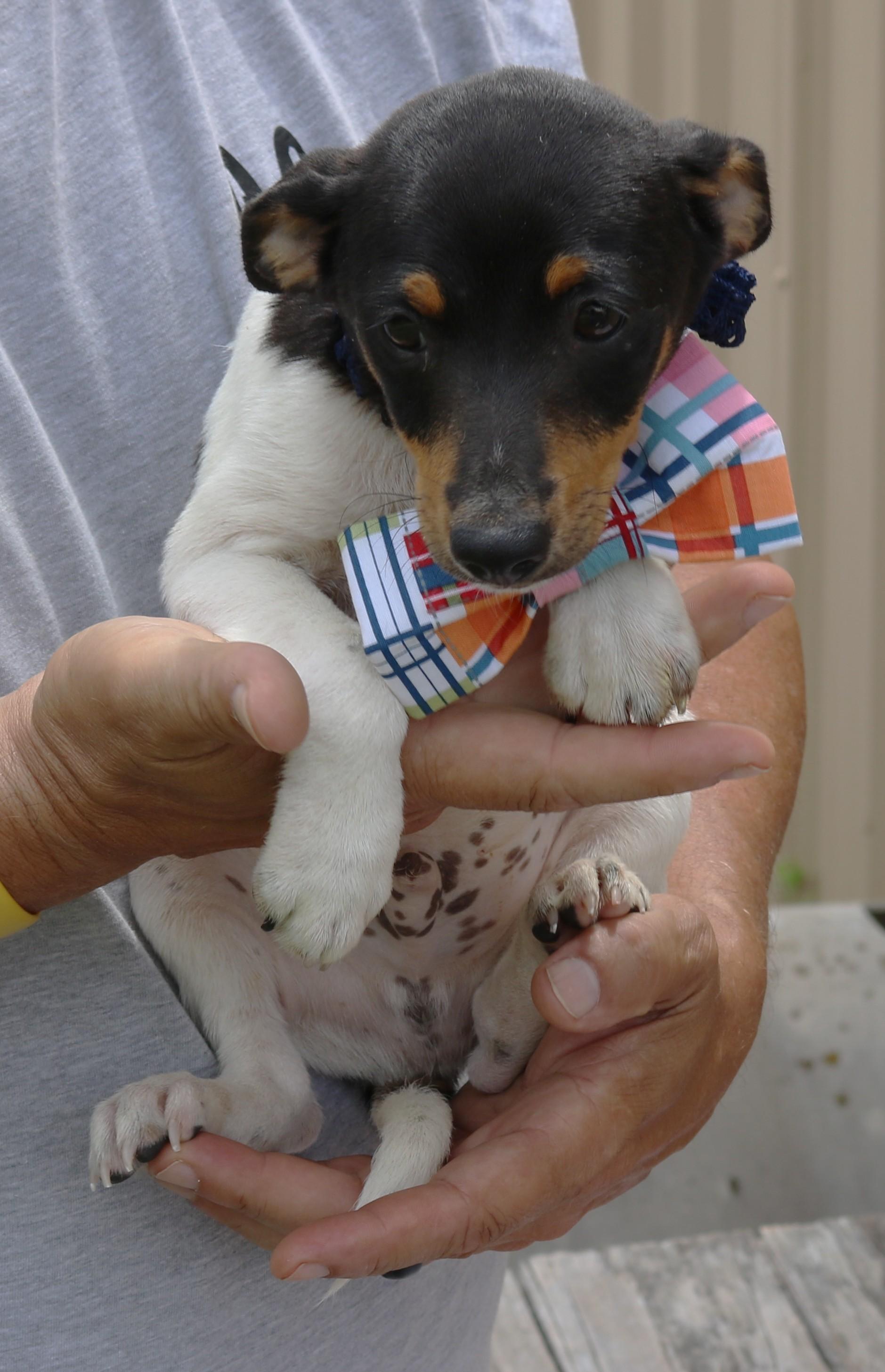 Enlarge Winston, an adopted Rat Terrier in Bandera, TX image 3/4