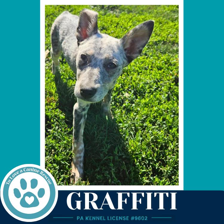 Graffiti (Blue Belles) 062026, Adoptable, Puppy Female Australian Cattle Dog / Blue Heeler.