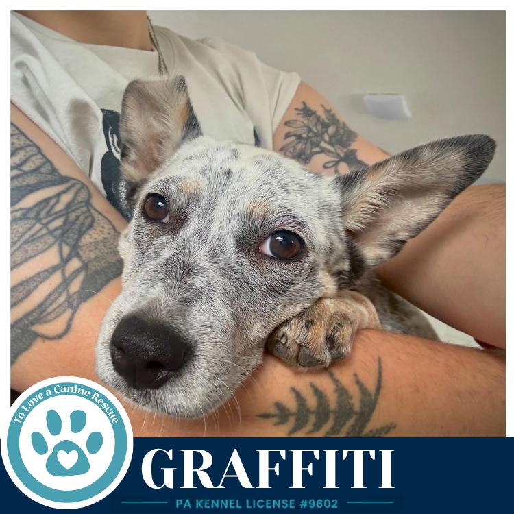 Enlarge Graffiti (Blue Belles) 062026, a Adoptable mixed breed in Kimberton, PA image 2/4