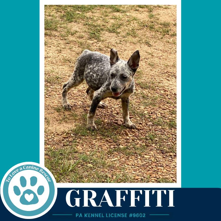 Enlarge Graffiti (Blue Belles) 062026, a Adoptable mixed breed in Kimberton, PA image 3/4