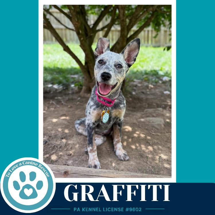 Enlarge Graffiti (Blue Belles) 062026, a Adoptable mixed breed in Kimberton, PA image 4/4