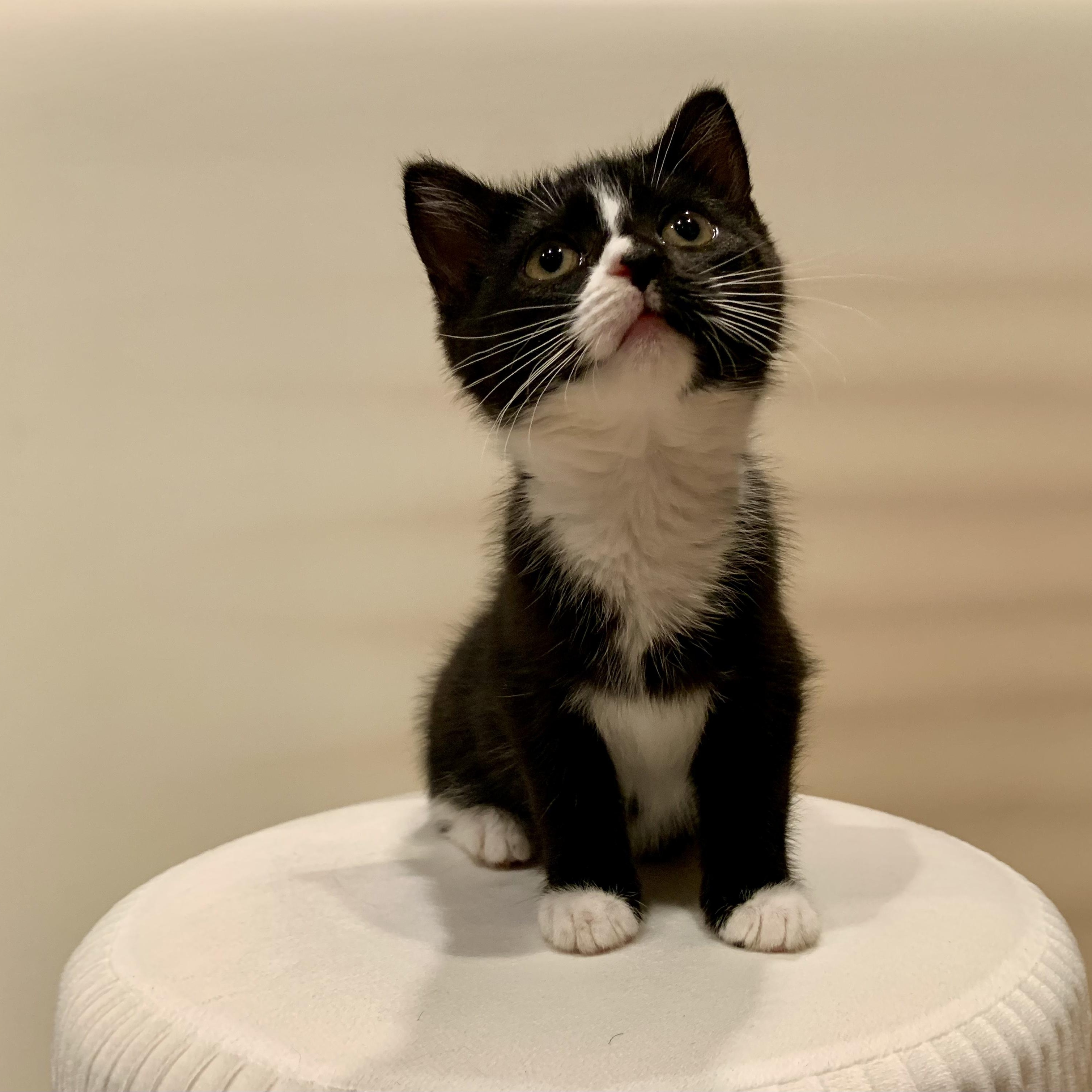 Trix, a Adoptable mixed breed in Moriches, NY image 6/6