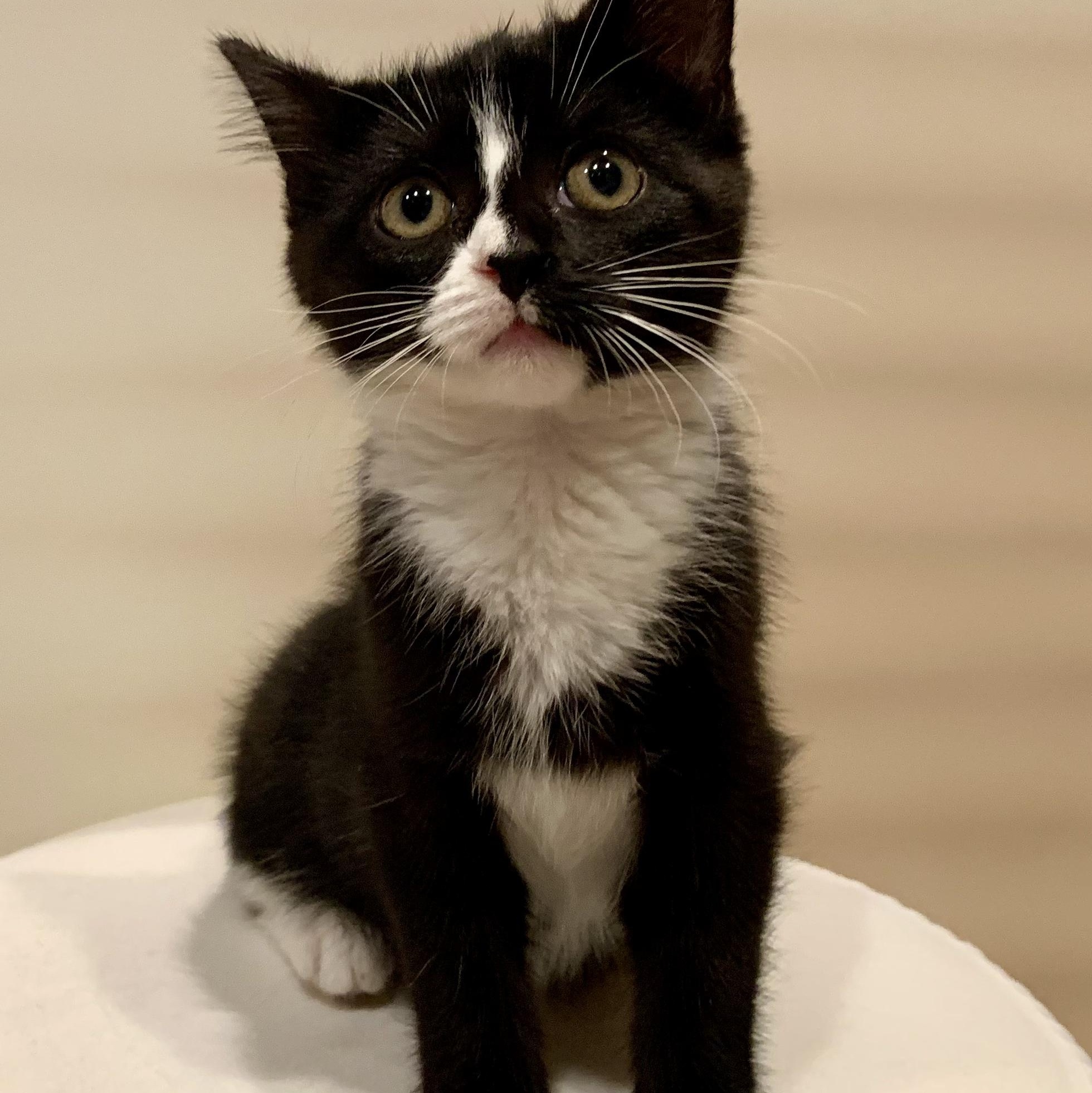 Trix, a Adoptable mixed breed in Moriches, NY image 5/6