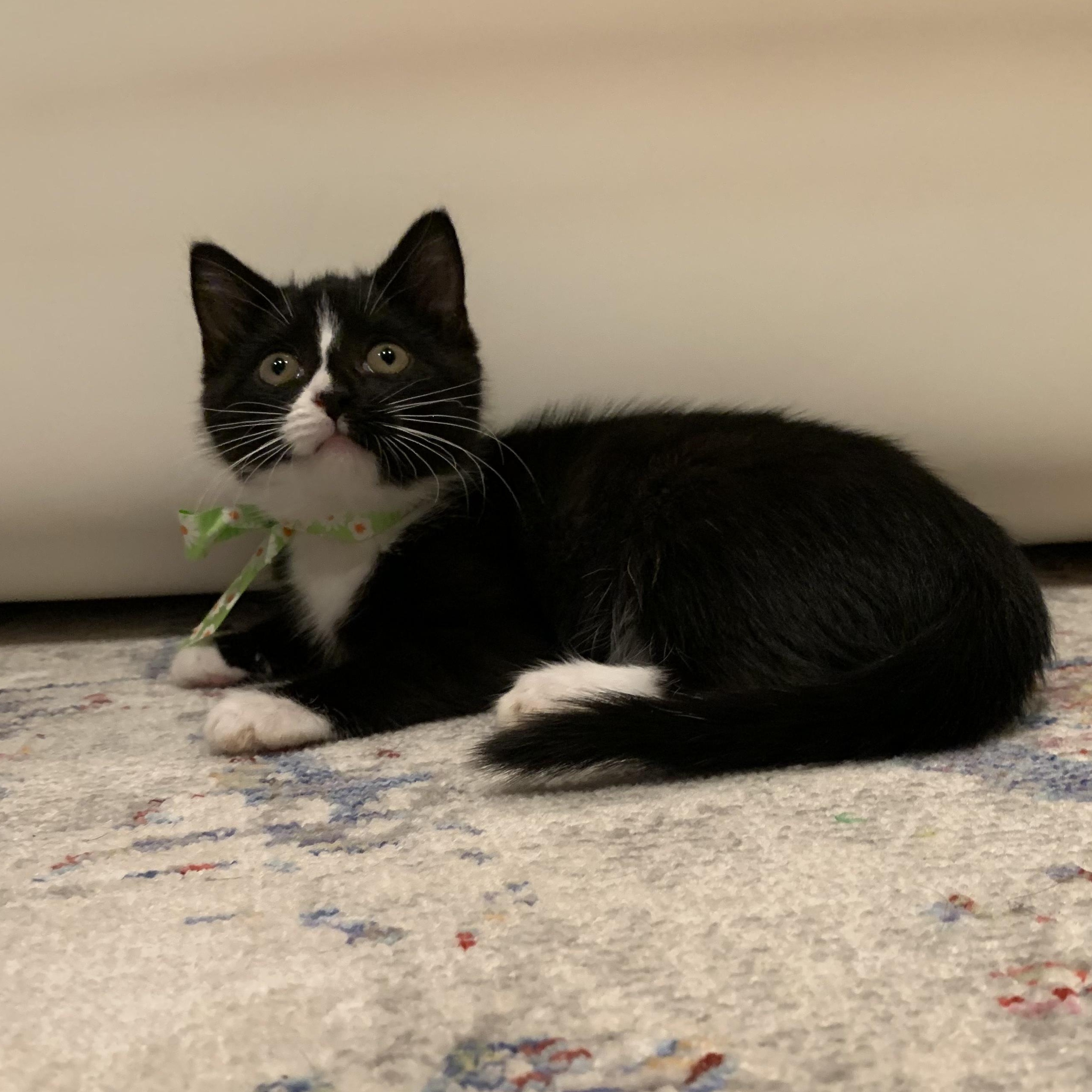 Trix, a Adoptable mixed breed in Moriches, NY image 2/6