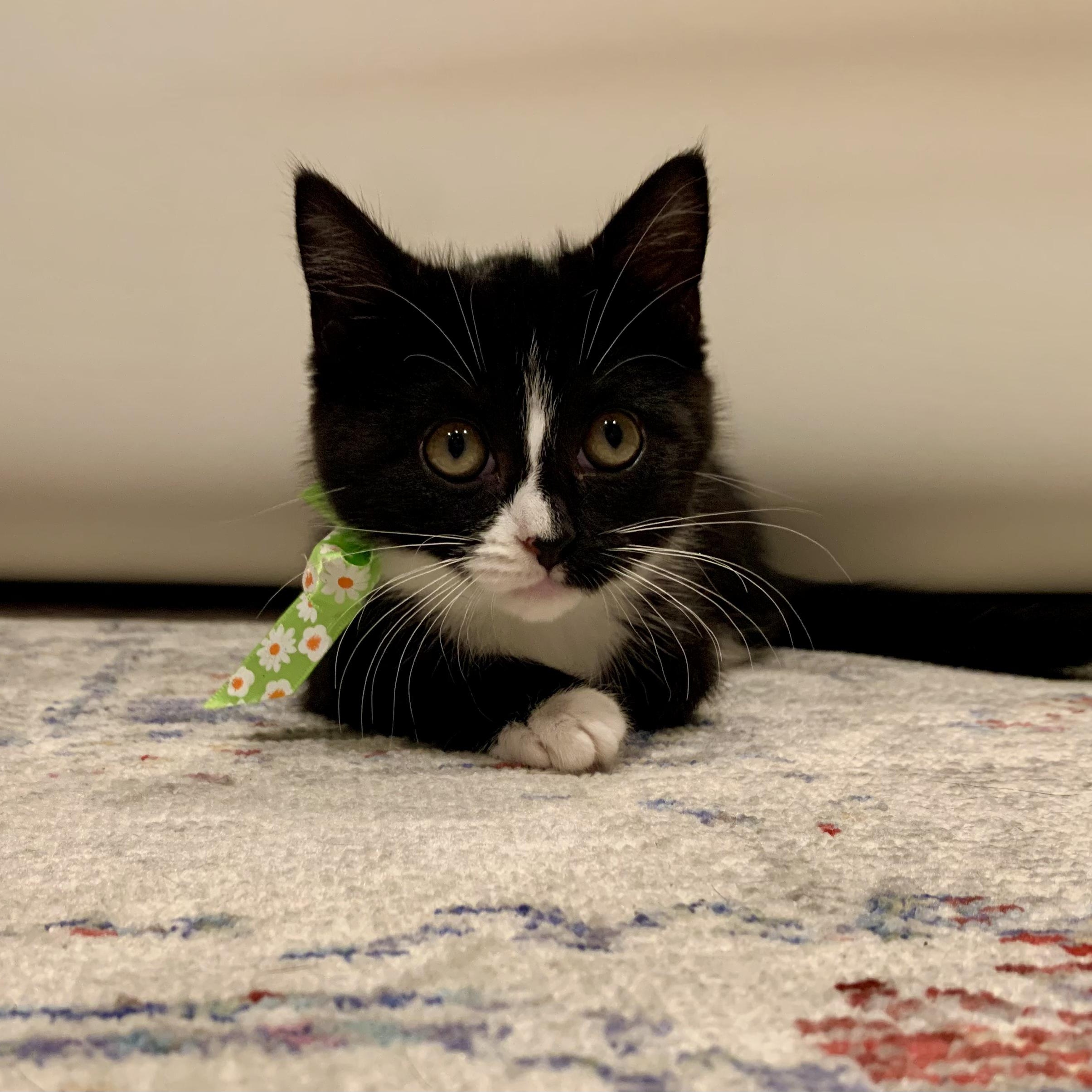 Trix, a Adoptable mixed breed in Moriches, NY image 3/6