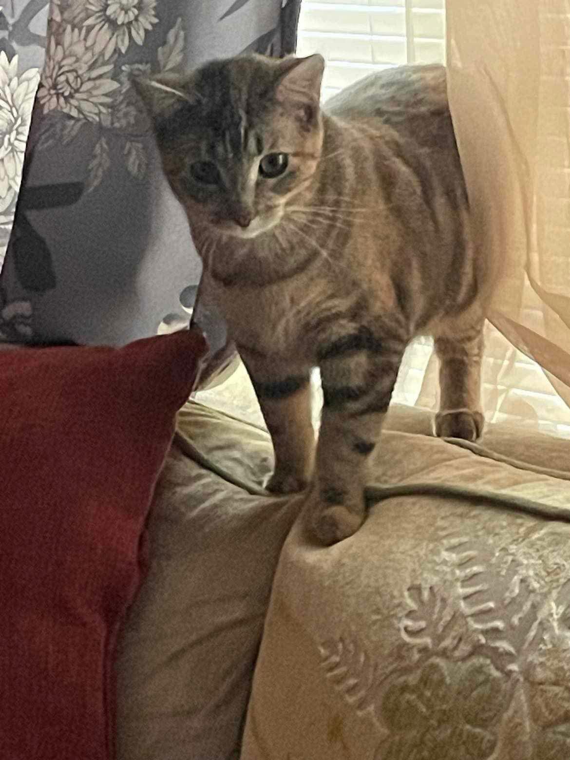 Sunday YOUNG FEMALE TABBY, a Adoptable mixed breed in Morehead, KY image 1/3