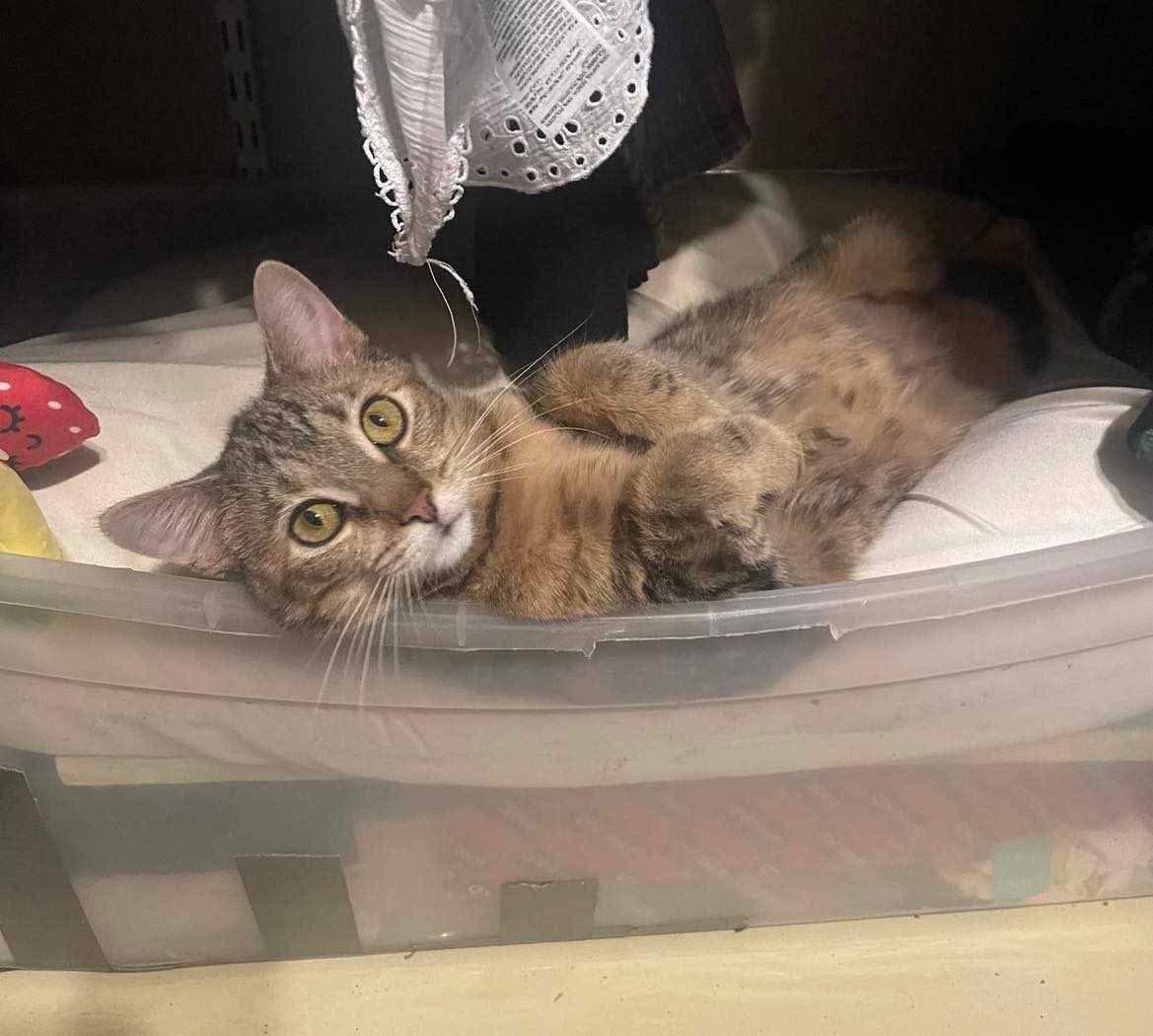 Sunday YOUNG FEMALE TABBY, a Adoptable mixed breed in Morehead, KY image 2/3