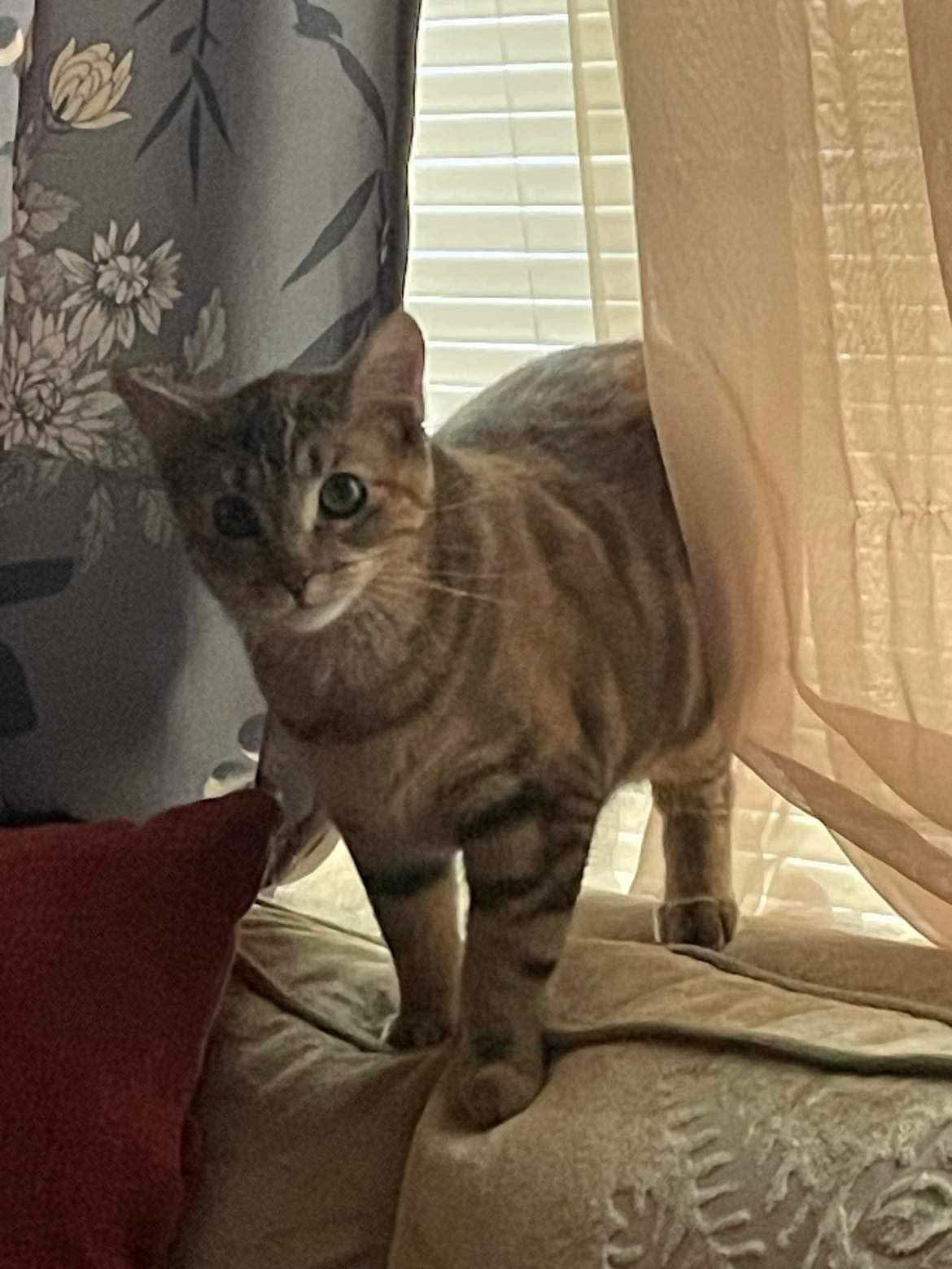 Sunday YOUNG FEMALE TABBY, a Adoptable mixed breed in Morehead, KY image 3/3