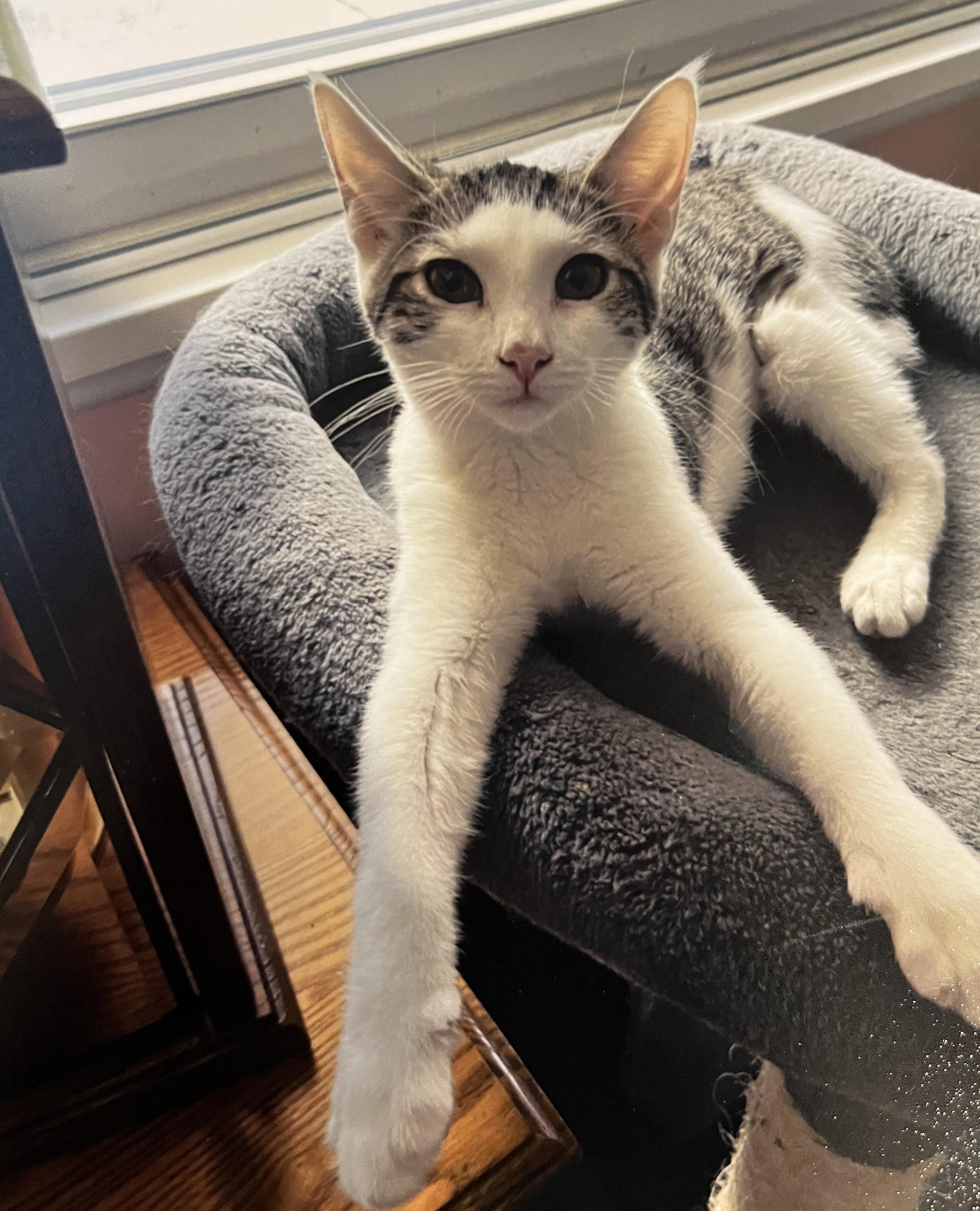 Ms. Kitty, Adoptable, Kitten Female Tabby & Domestic Short Hair.