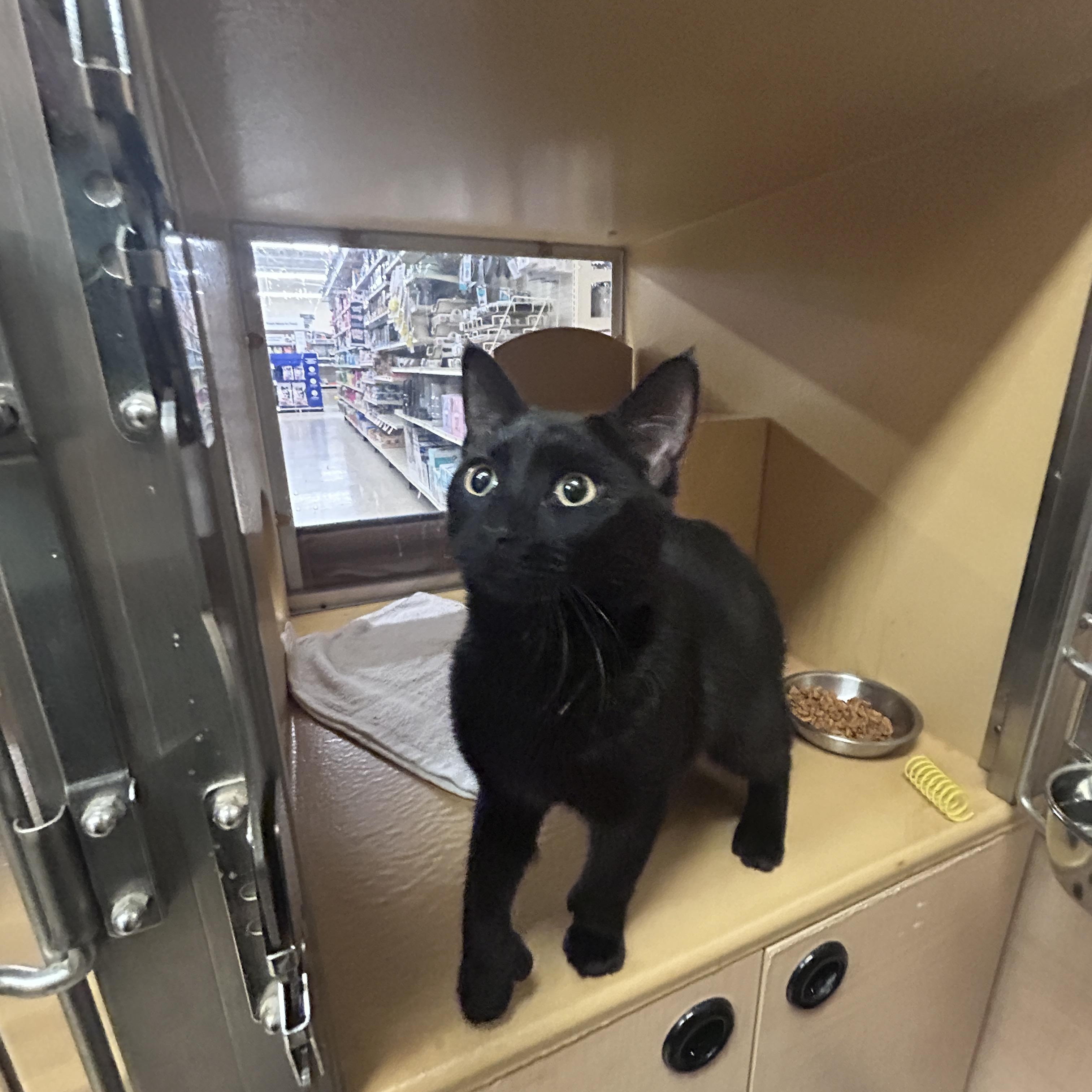 Enlarge Banjo, an adopted Domestic Short Hair in Cambridge, MA image 2/3