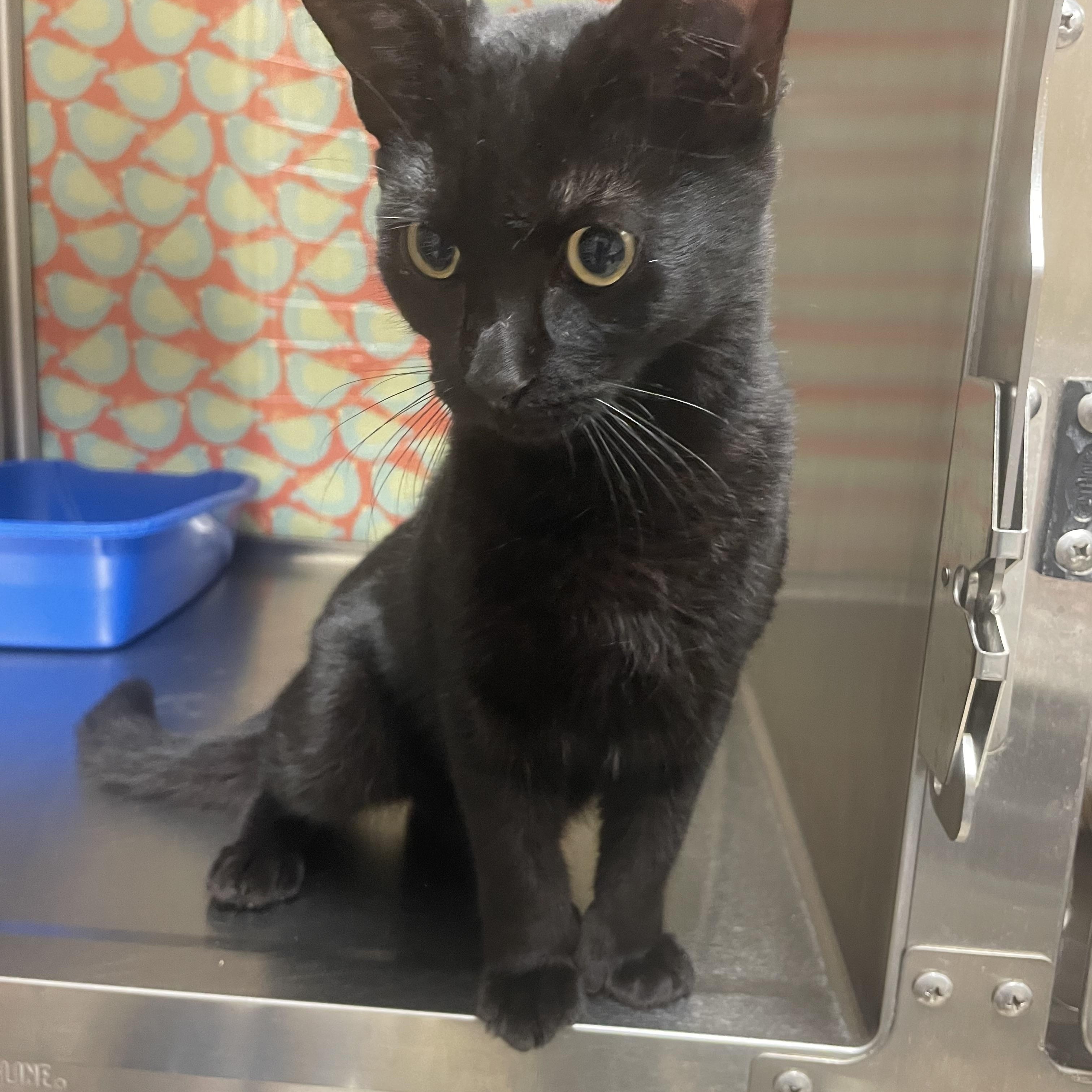 Banjo, adopted, Young Male Domestic Short Hair.