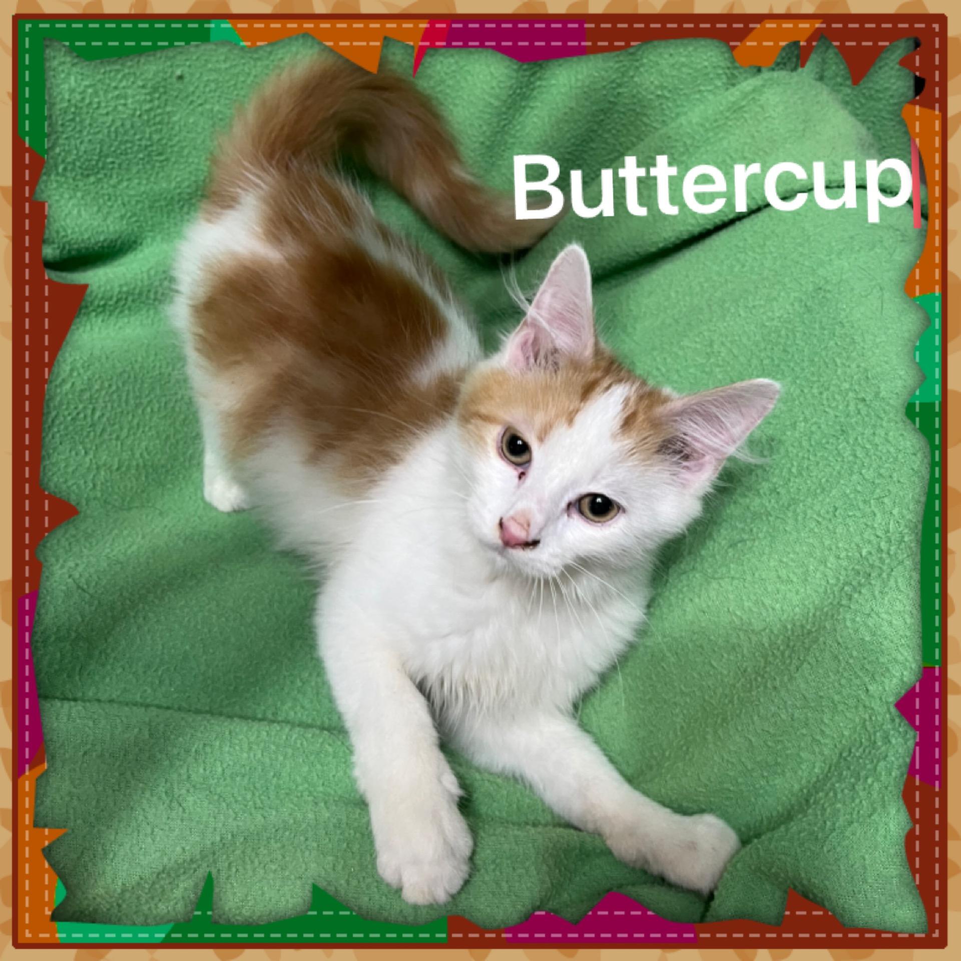 Buttercup, Adoptable, Young Male Domestic Short Hair.