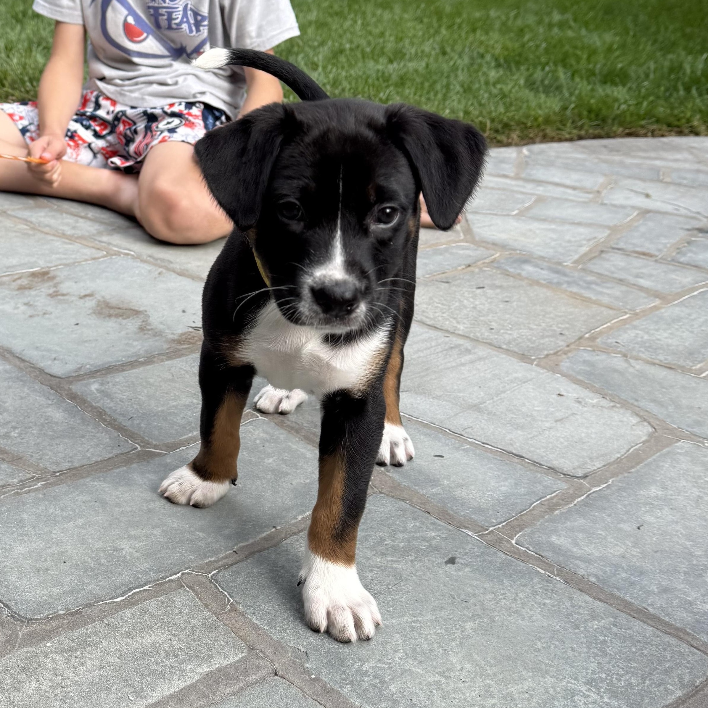Enlarge Rally, a Adopted mixed breed in Mahwah, NJ image 3/4