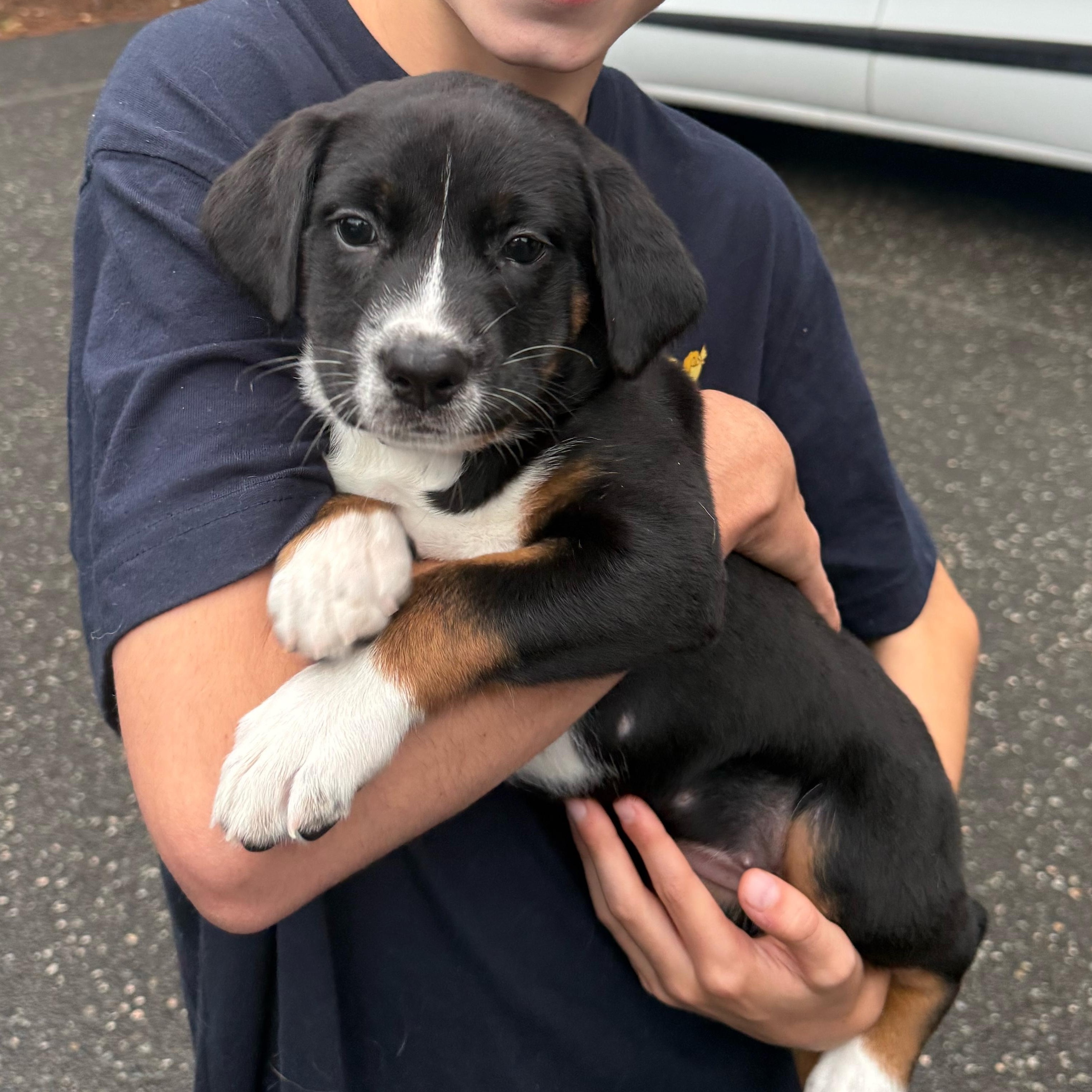 Rally, Adopted, Puppy Female Xoloitzcuintli / Mexican Hairless & Australian Cattle Dog / Blue Heeler.
