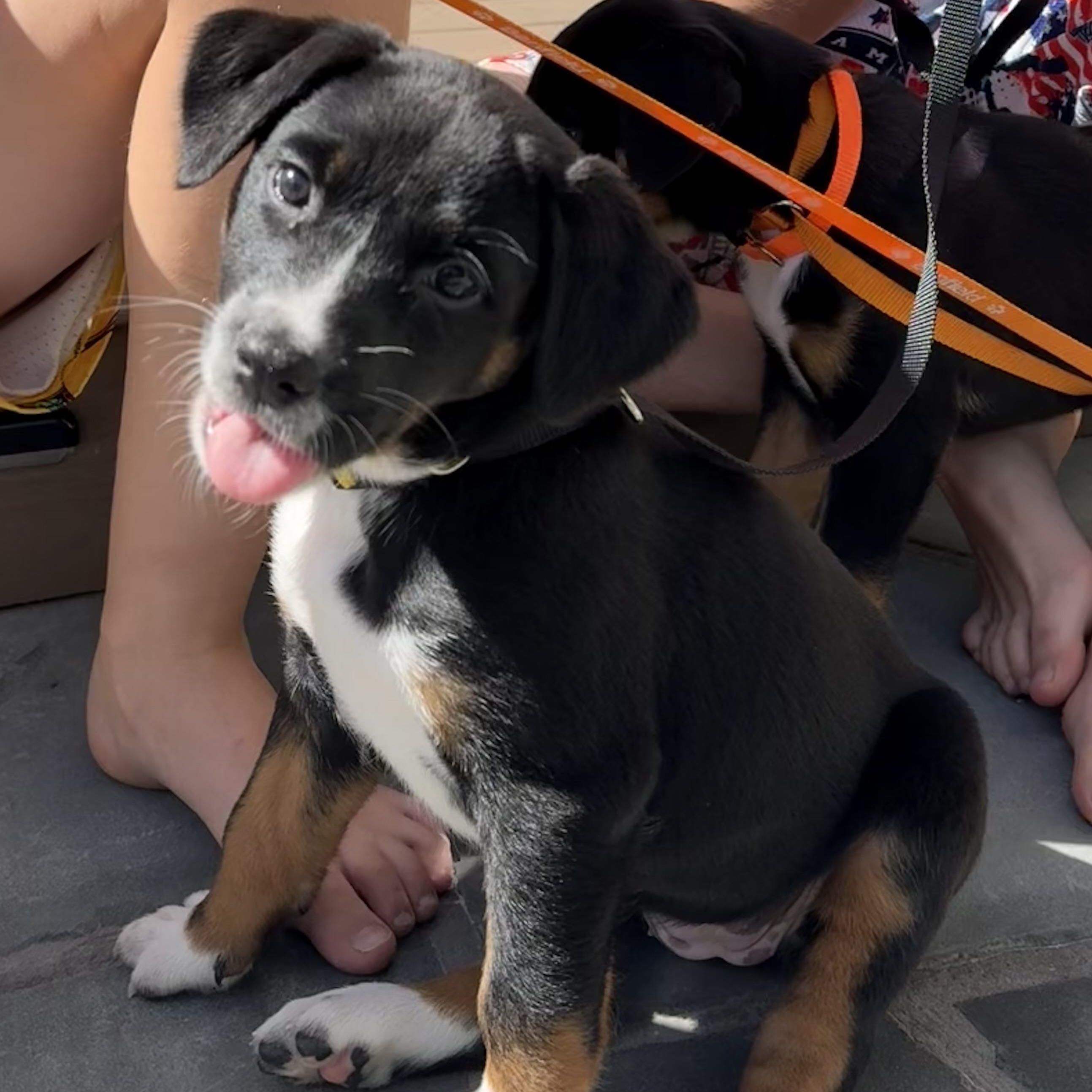 Enlarge Rally, a Adopted mixed breed in Mahwah, NJ image 2/4