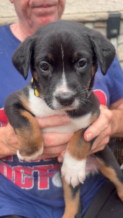 Enlarge Rally, a Adopted mixed breed in Mahwah, NJ video 4/4