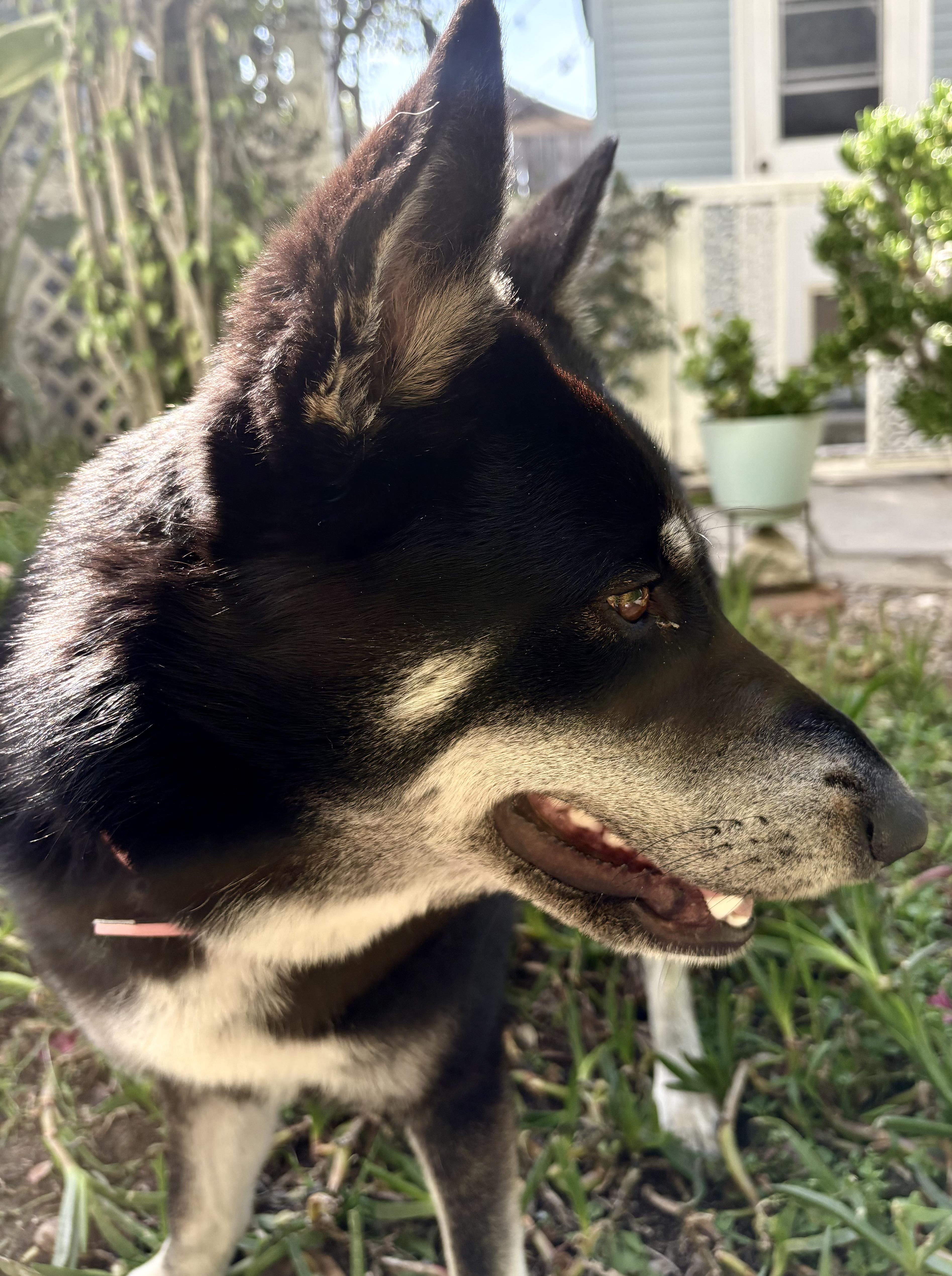 Enlarge Rosie is well socialized , a ADOPTABLE mixed breed in Redondo Beach, CA image 4/6