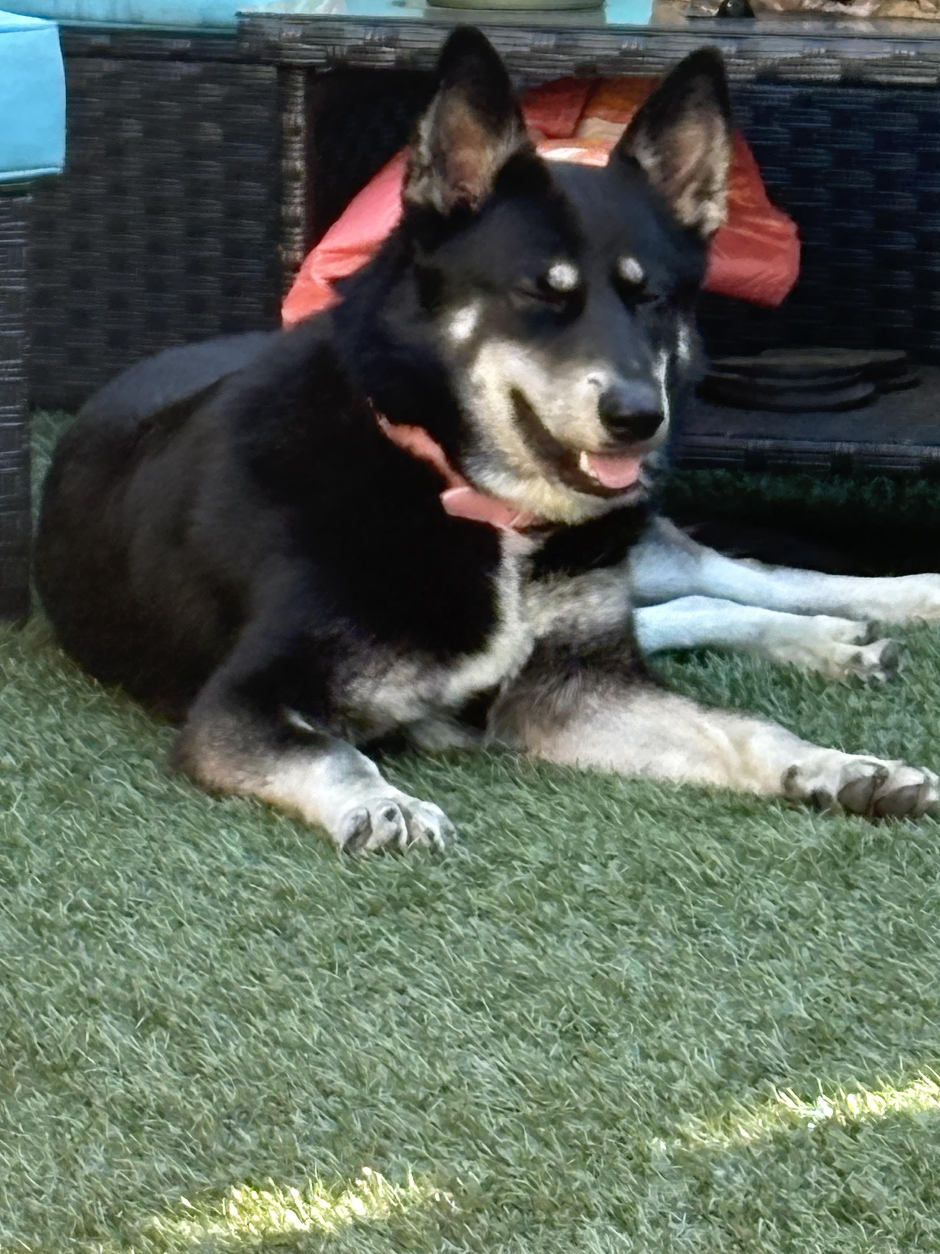 Enlarge Rosie is well socialized , a ADOPTABLE mixed breed in Redondo Beach, CA image 3/6