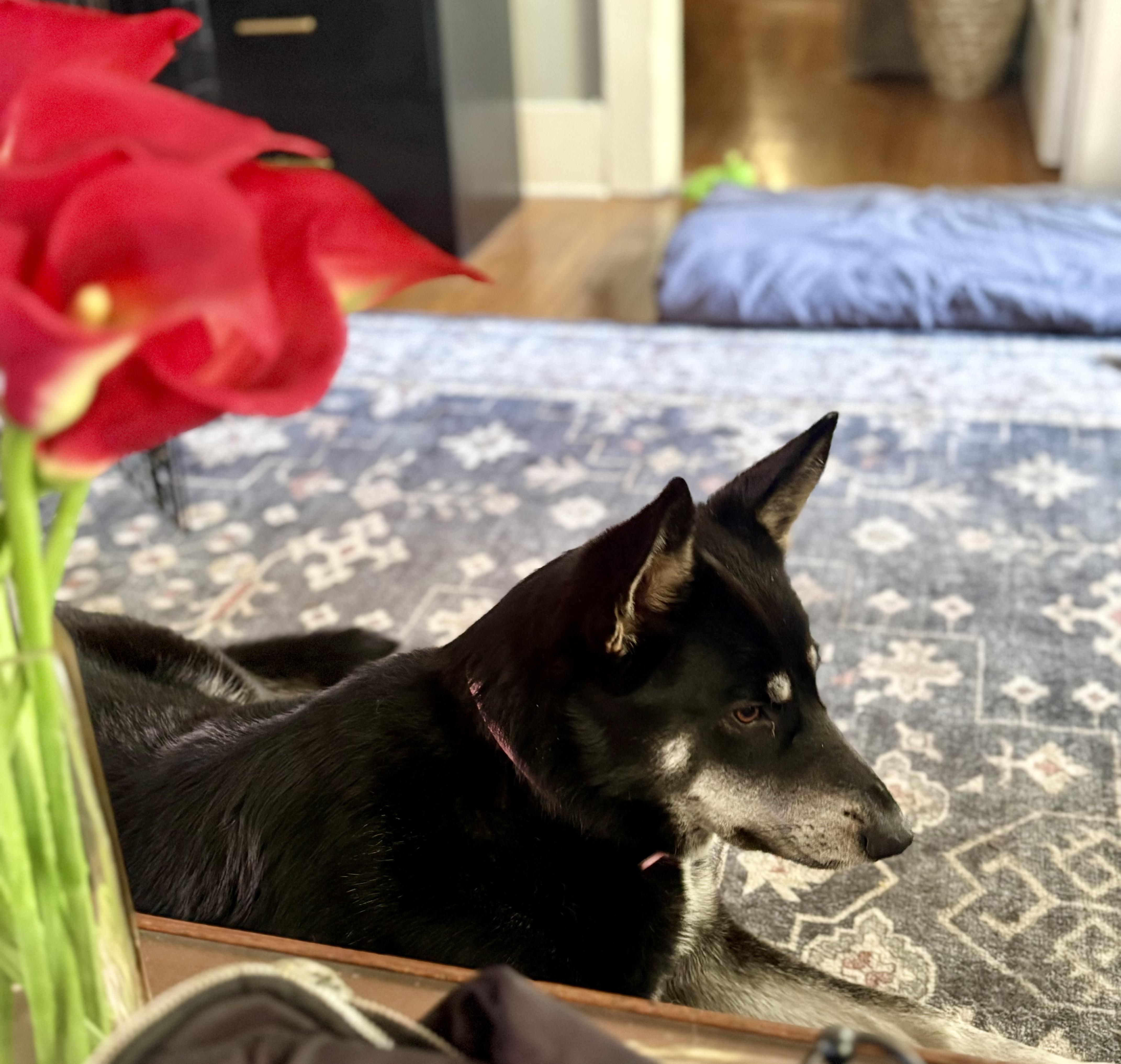 Enlarge Rosie is well socialized , a ADOPTABLE mixed breed in Redondo Beach, CA image 2/6