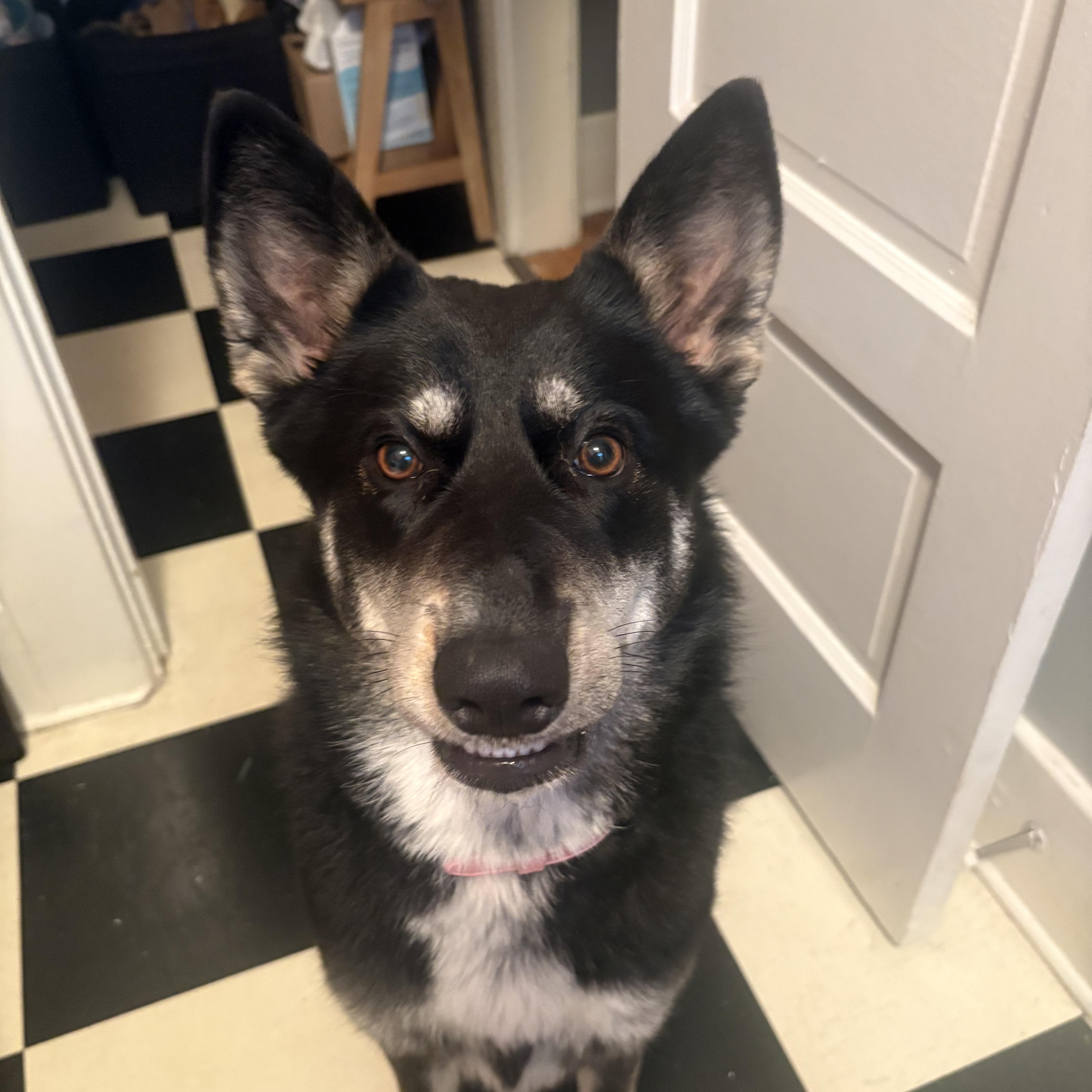 Rosie is well socialized , ADOPTABLE, Young Female Australian Cattle Dog / Blue Heeler & Shepherd.