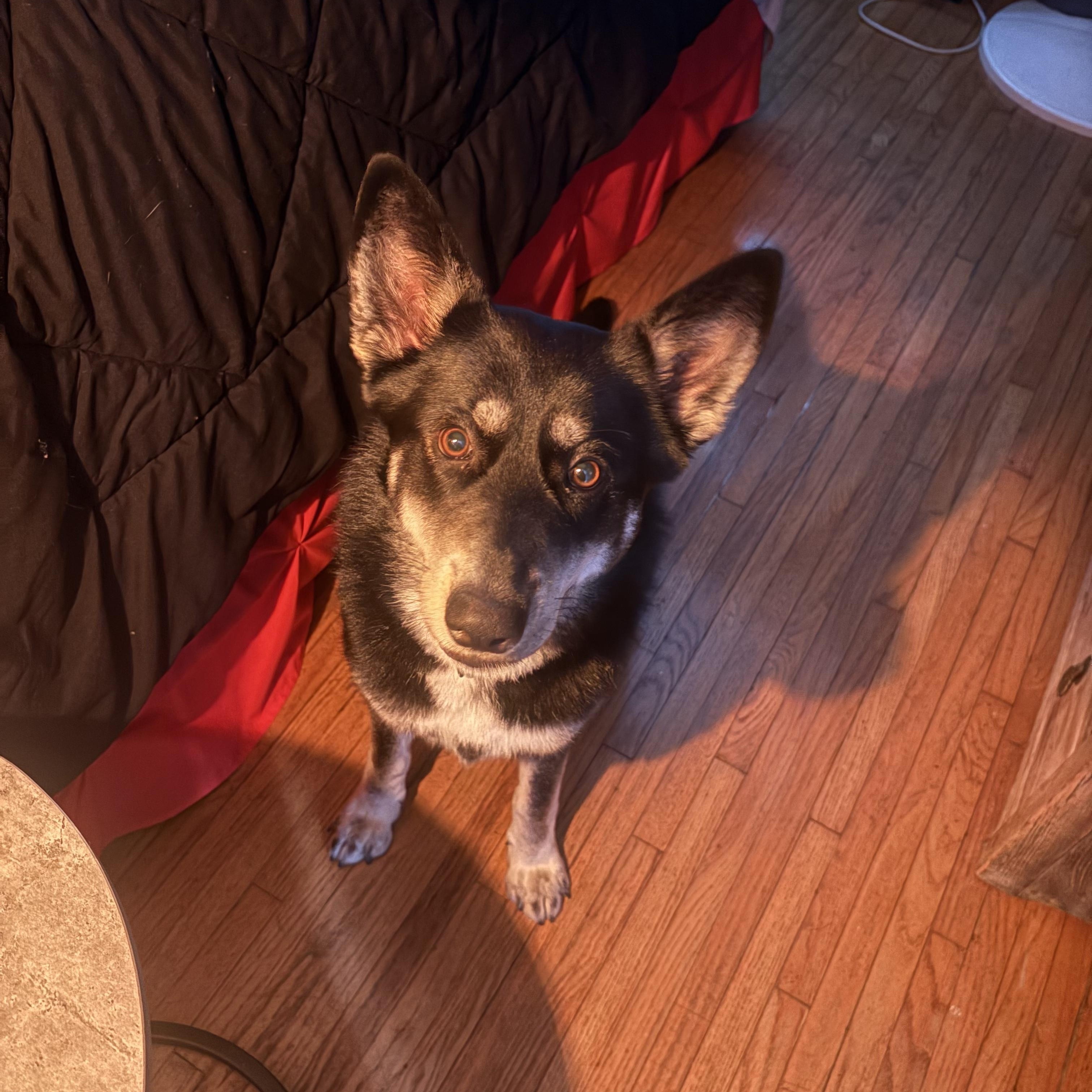 Enlarge Rosie is well socialized , a ADOPTABLE mixed breed in Redondo Beach, CA image 5/6