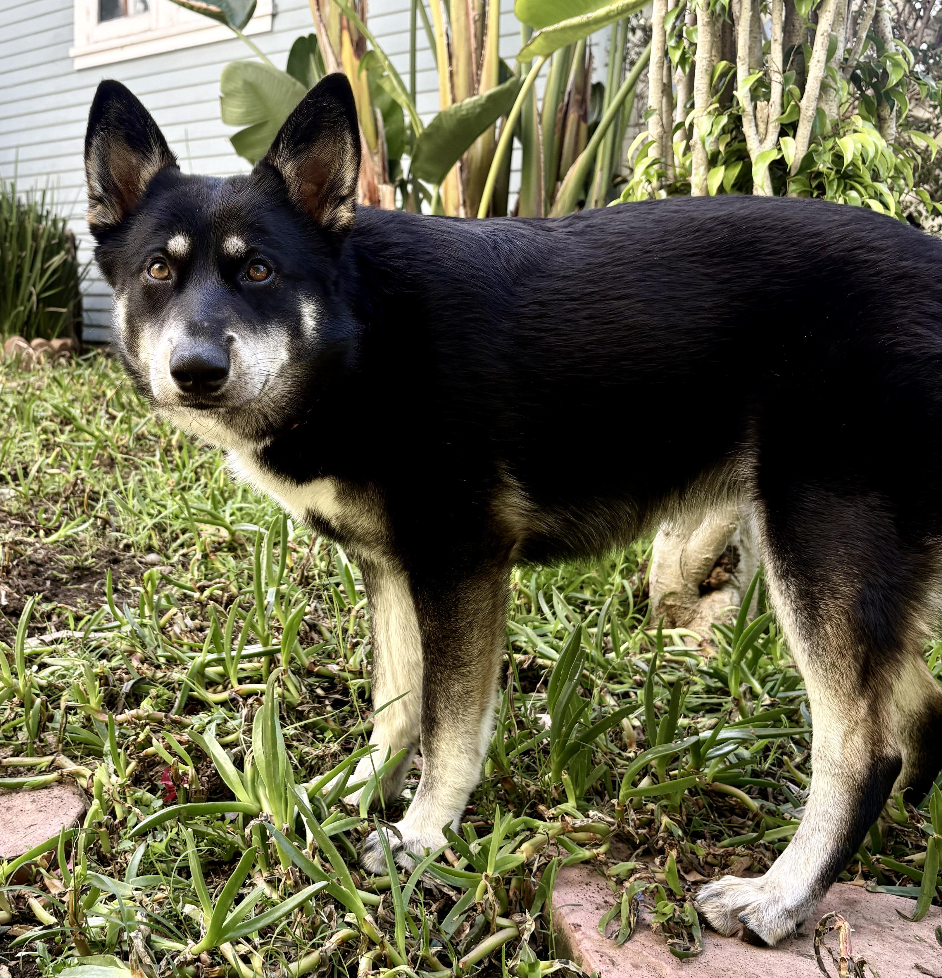 Enlarge Rosie is well socialized , a ADOPTABLE mixed breed in Redondo Beach, CA image 6/6
