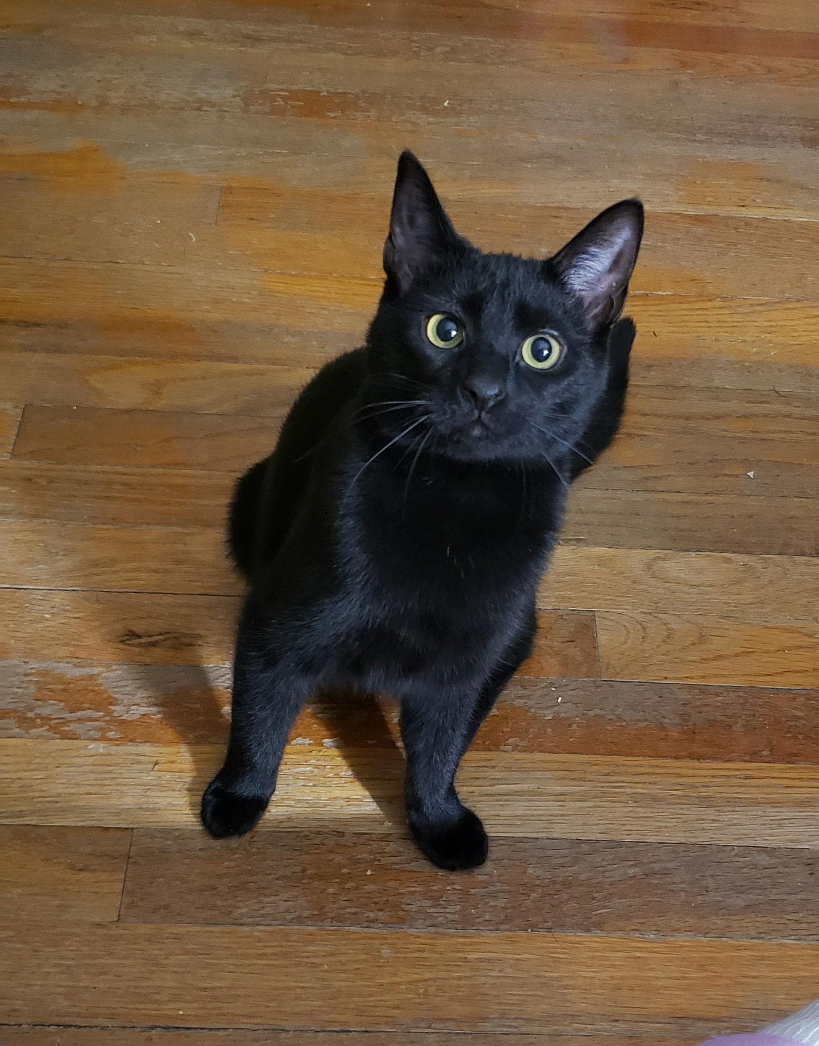 Enlarge Imani, a Adoptable mixed breed in Cincinnati, OH image 1/3