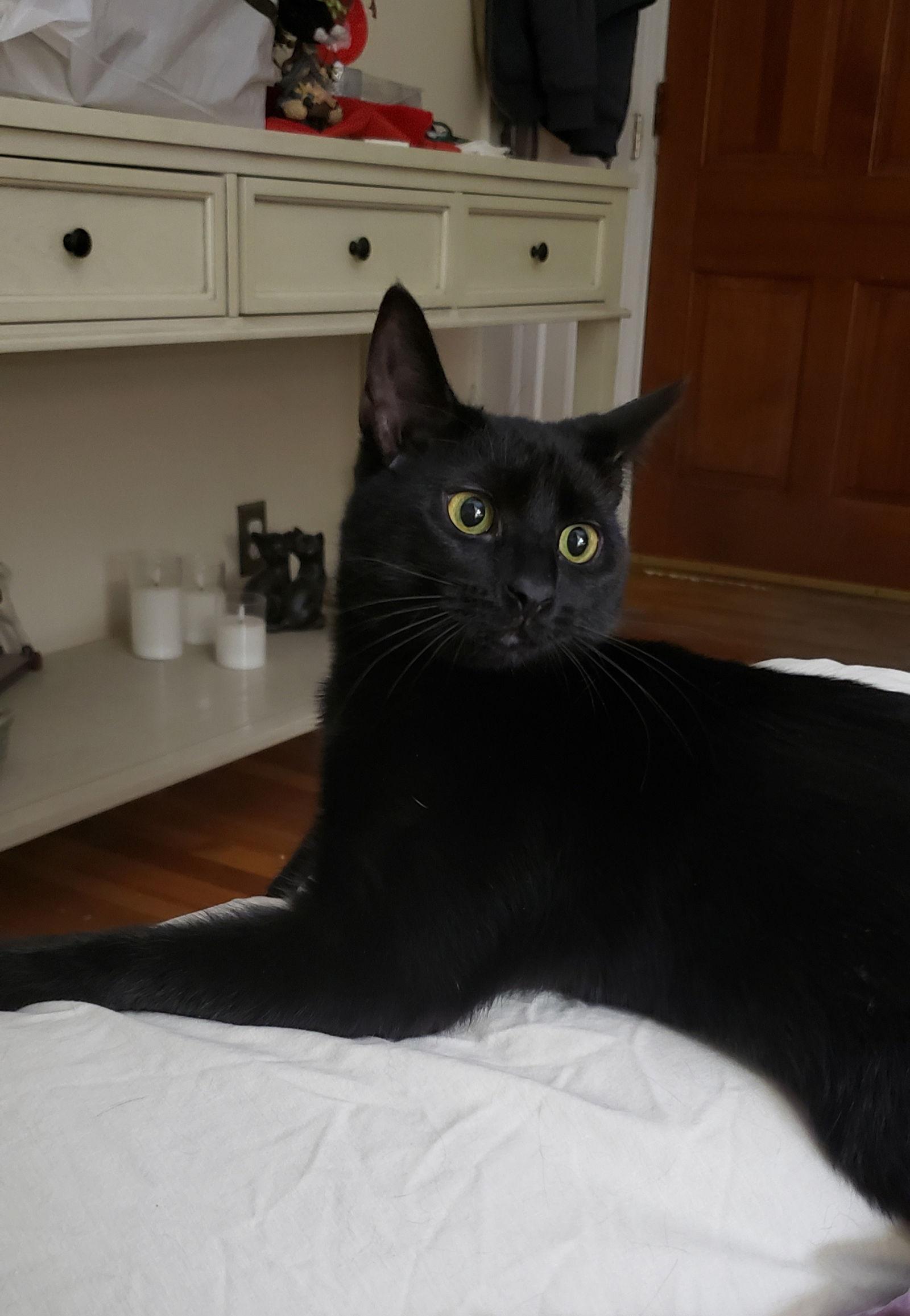 Enlarge Imani, a Adoptable mixed breed in Cincinnati, OH image 2/3