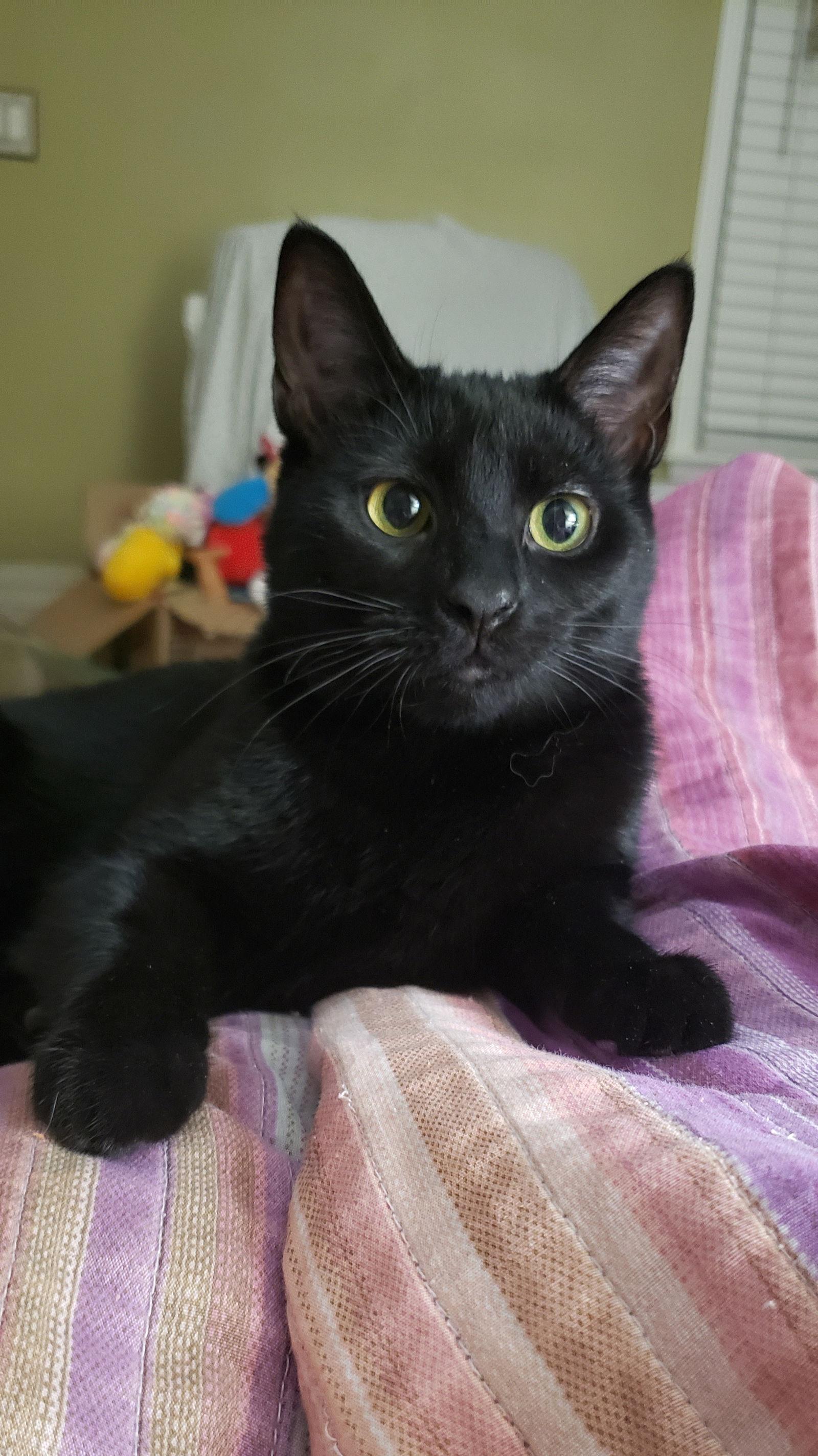 Enlarge Imani, a Adoptable mixed breed in Cincinnati, OH image 3/3