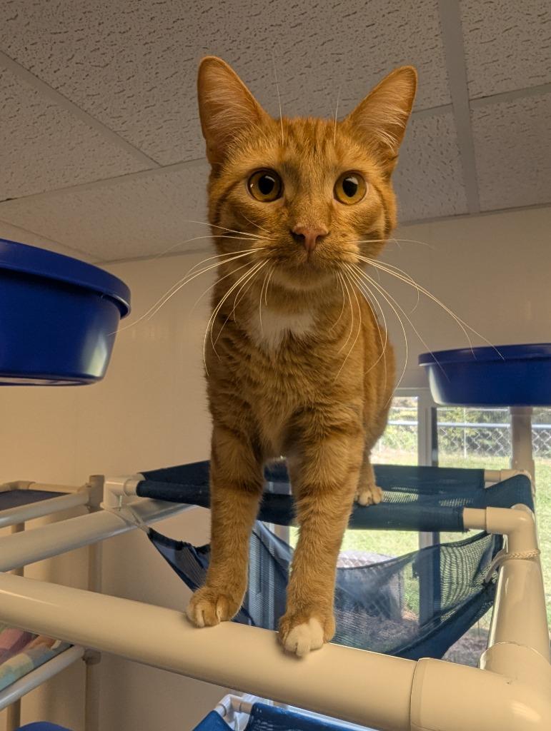 Dobby, Adopted, Young Male Domestic Short Hair.