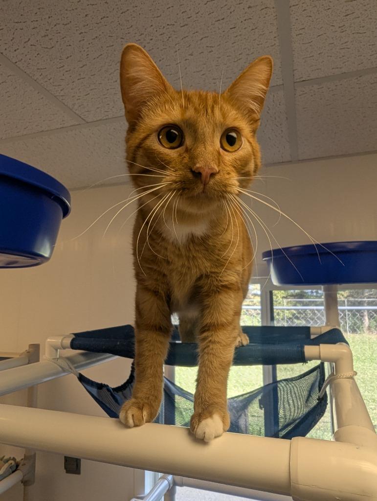 Enlarge Dobby, a Adopted mixed breed in Barron, WI image 3/6