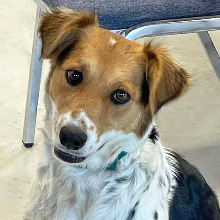Sagemoore, Adult Female Brittany Spaniel