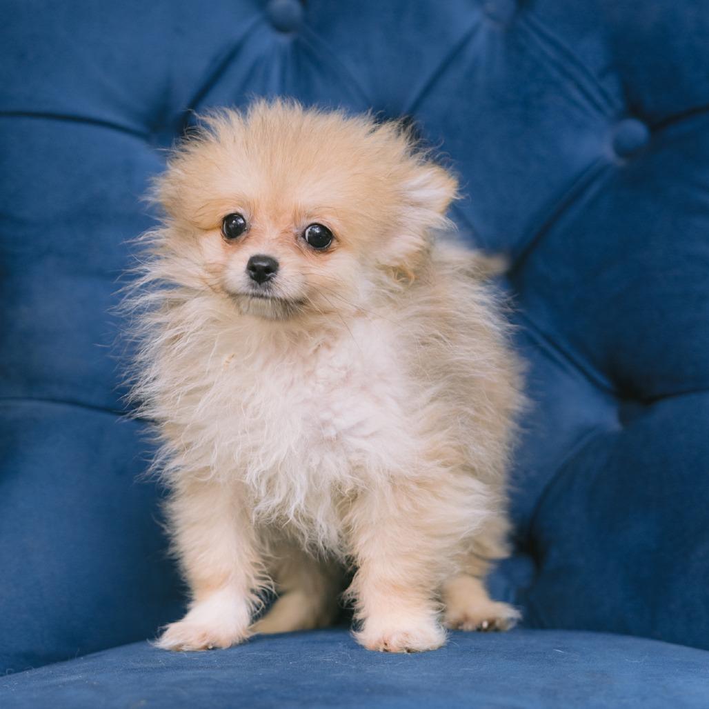 Heartbreaker, ADOPTABLE, Puppy Male Pomeranian.