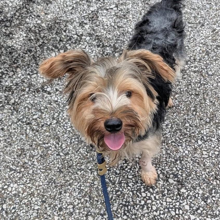 Enlarge Dexter, a ADOPTABLE mixed breed in Grafton, OH image 1/4