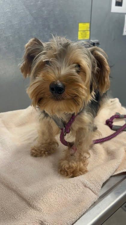 Enlarge Dexter, a ADOPTABLE mixed breed in Grafton, OH image 4/4