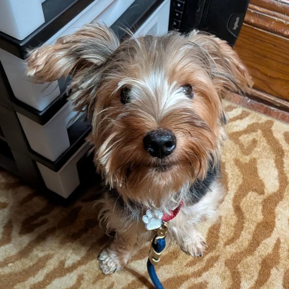 Enlarge Dexter, a ADOPTABLE mixed breed in Grafton, OH image 2/4