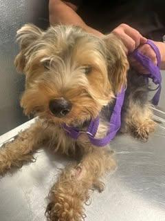 Enlarge Dexter, a ADOPTABLE mixed breed in Grafton, OH image 3/4