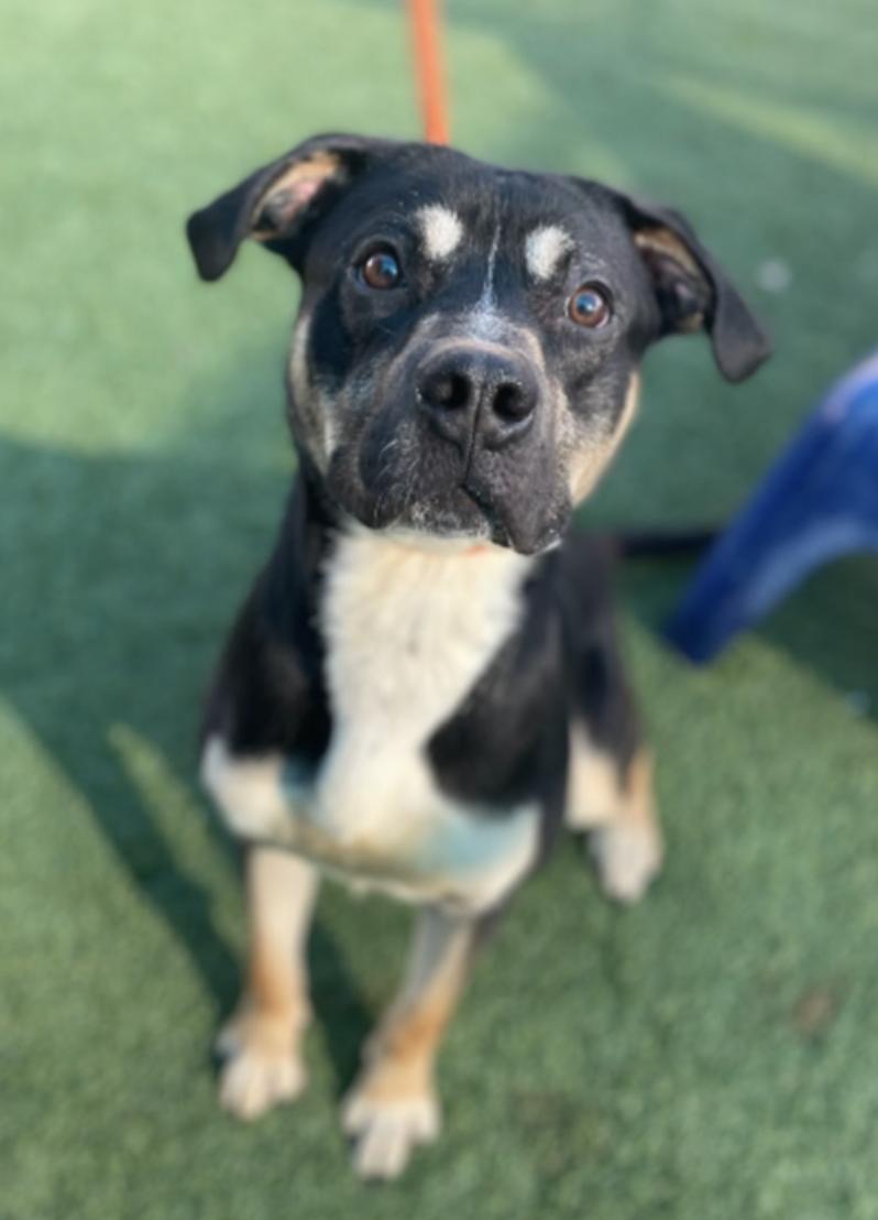 Enlarge Yam Yam, a ADOPTABLE Shepherd in Brooklyn, NY image 1/1
